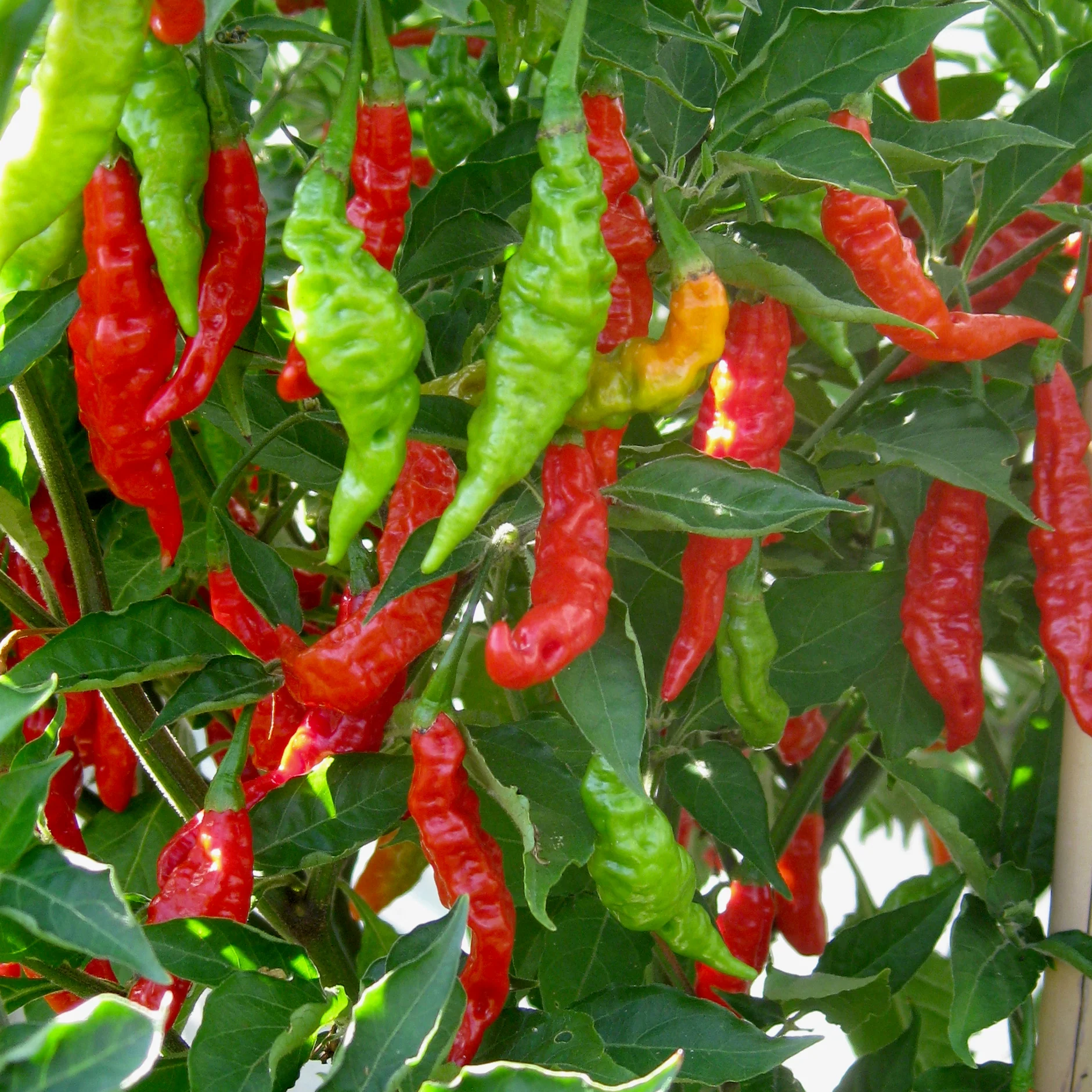 Chilli Pepper Seeds 'Fruity Volcano' - Image 2