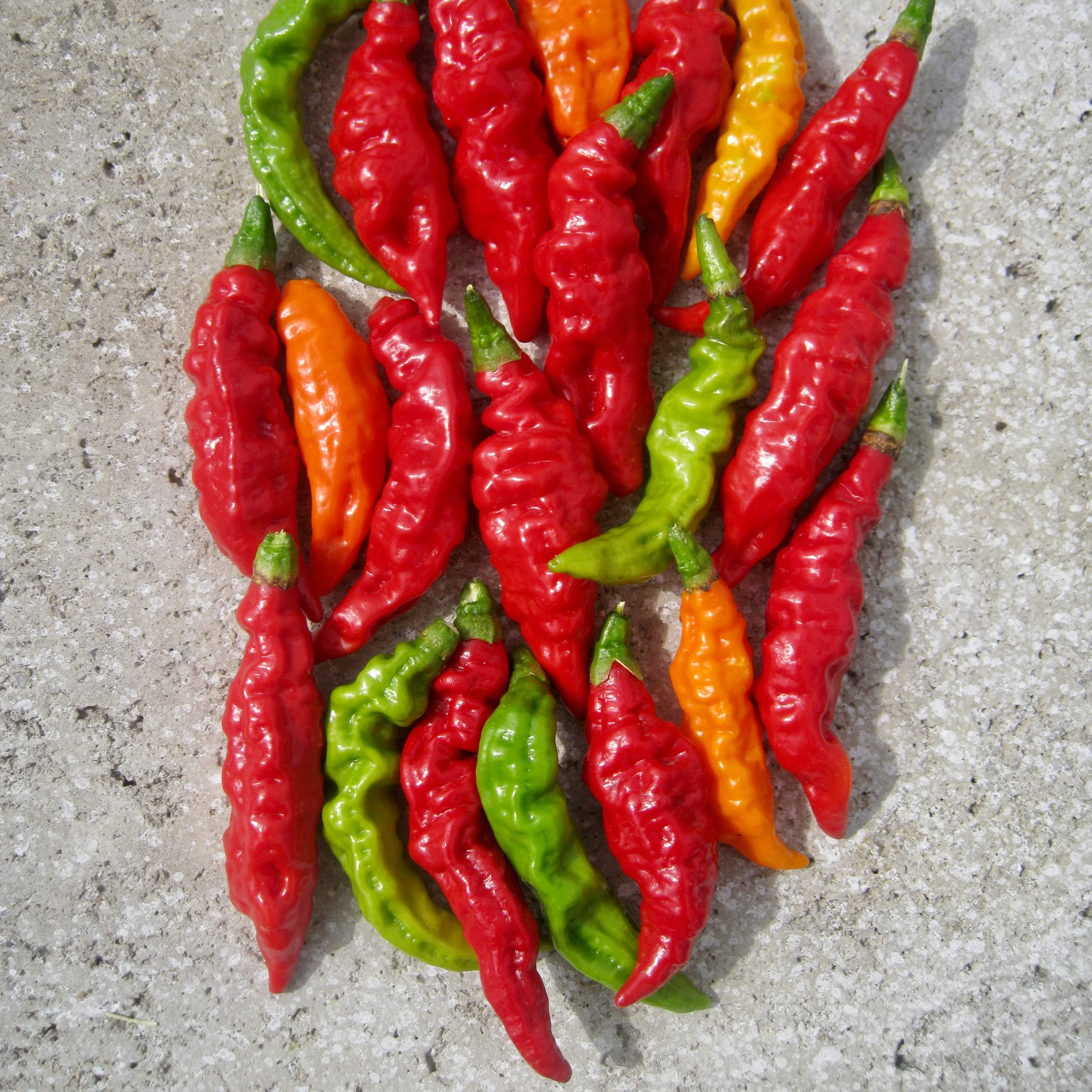 Chilli Pepper Seeds 'Fruity Volcano' - Image 6