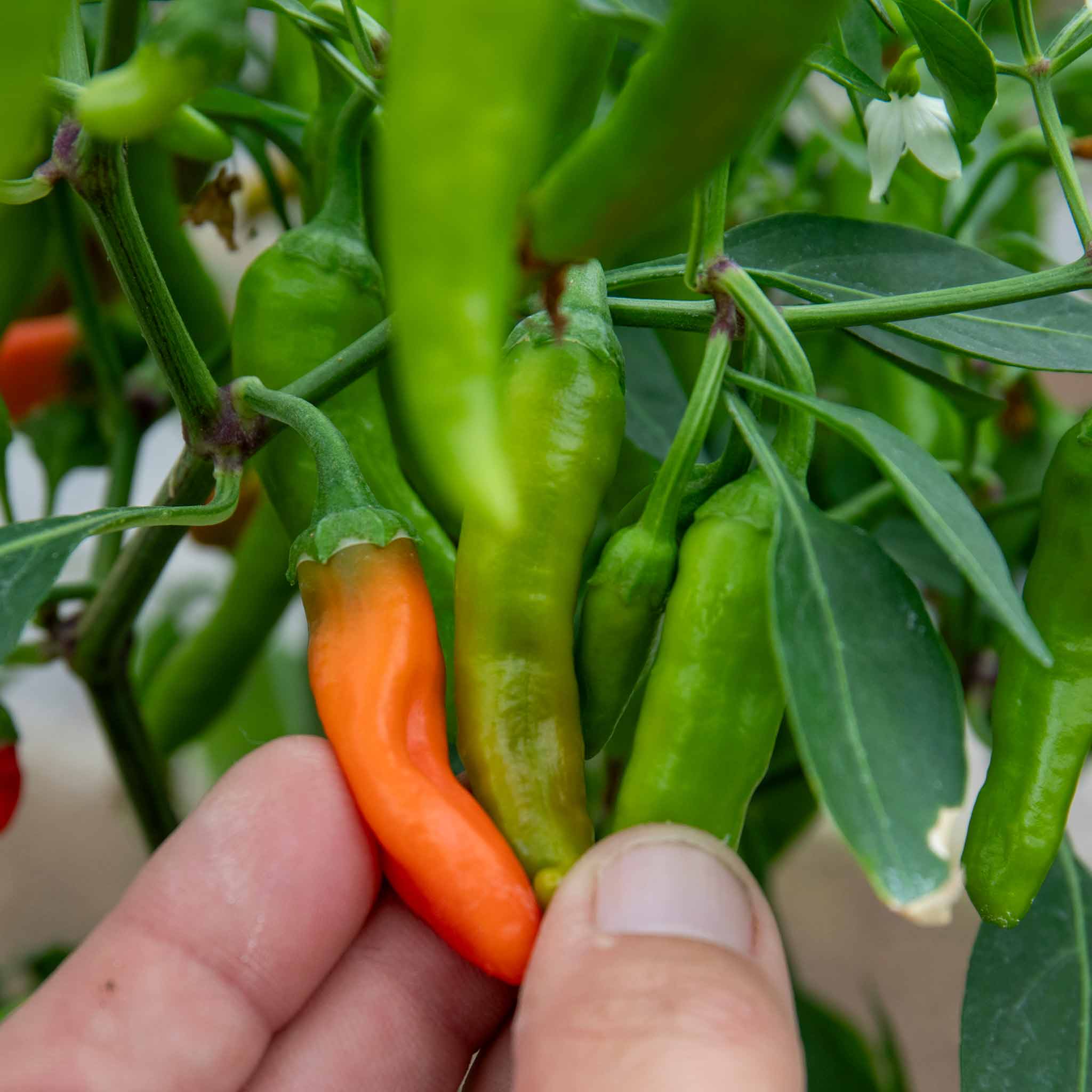 Chilli 'Apache' - Image 2