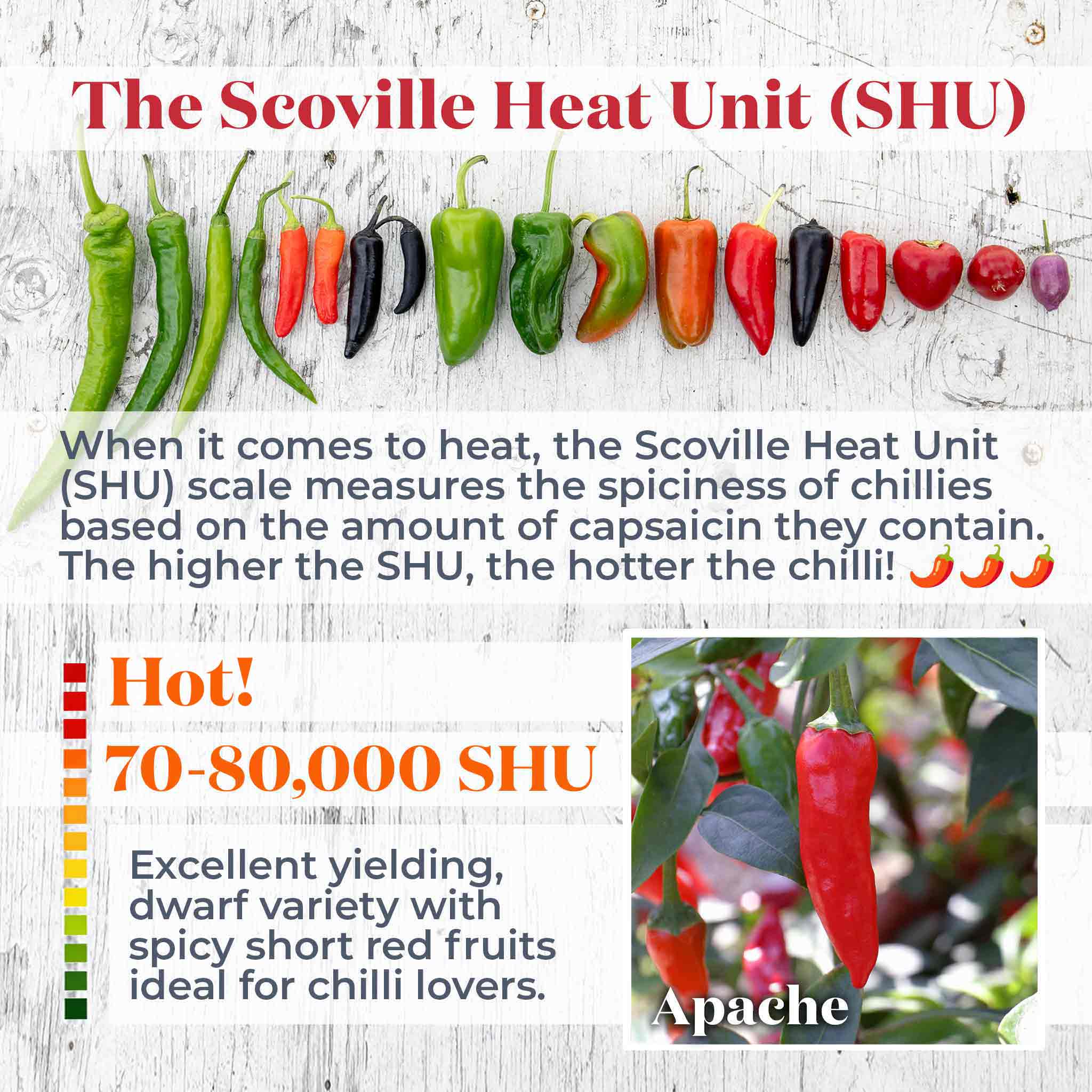 Chilli 'Apache' - Image 3