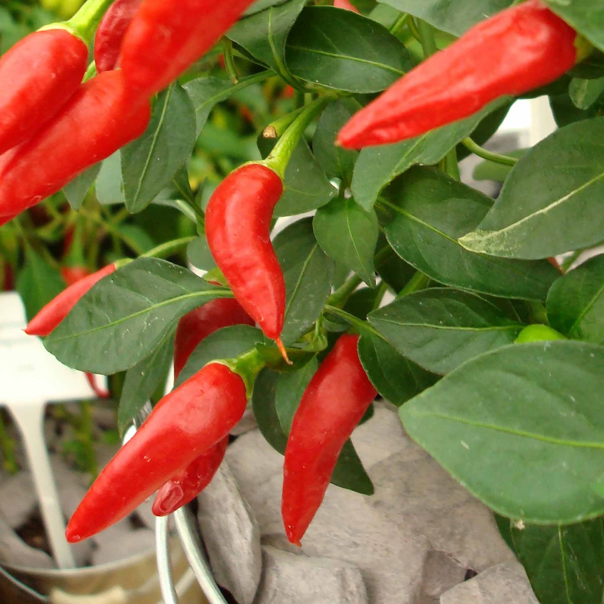 Chilli 'Apache' - Image 5