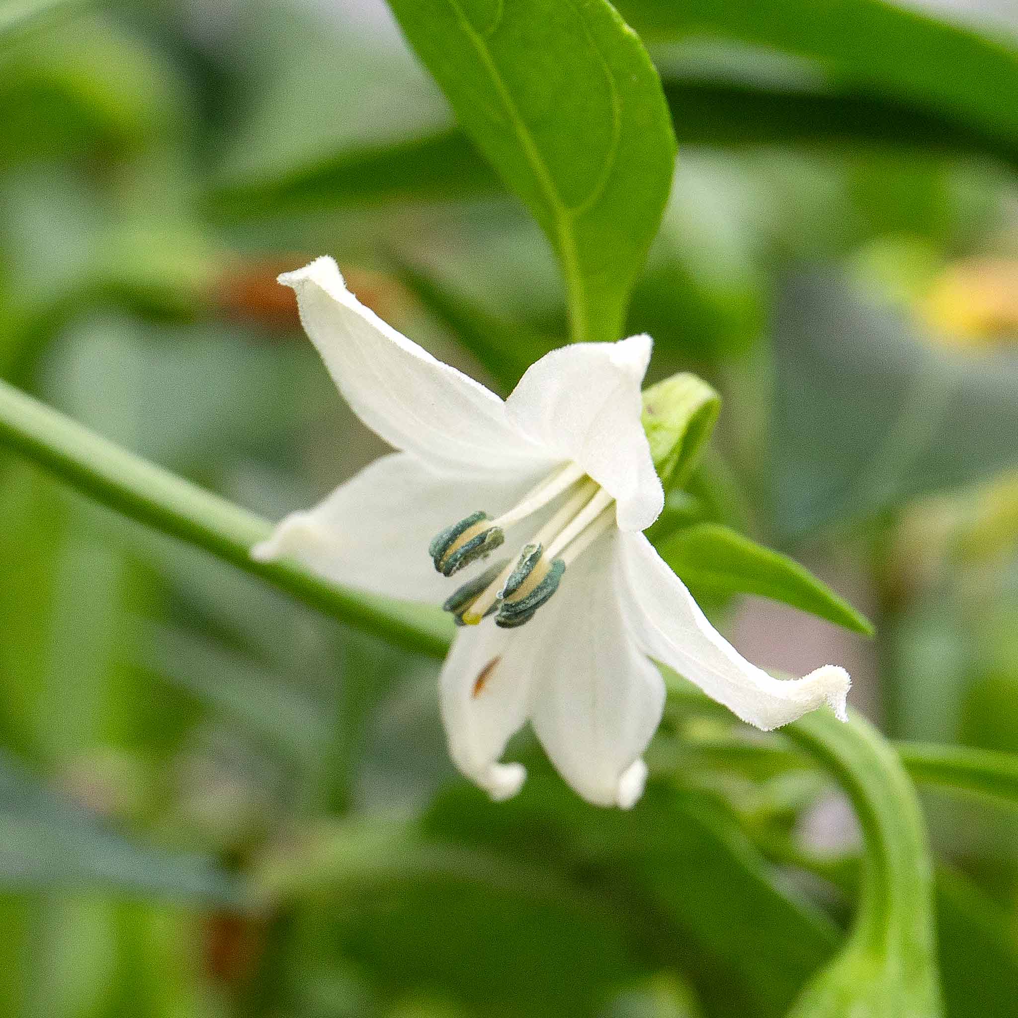 Chilli 'Apache' - Image 7