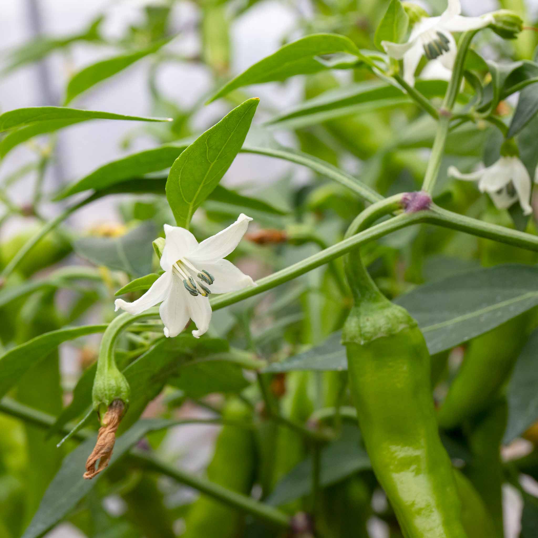 Chilli 'Apache' - Image 8