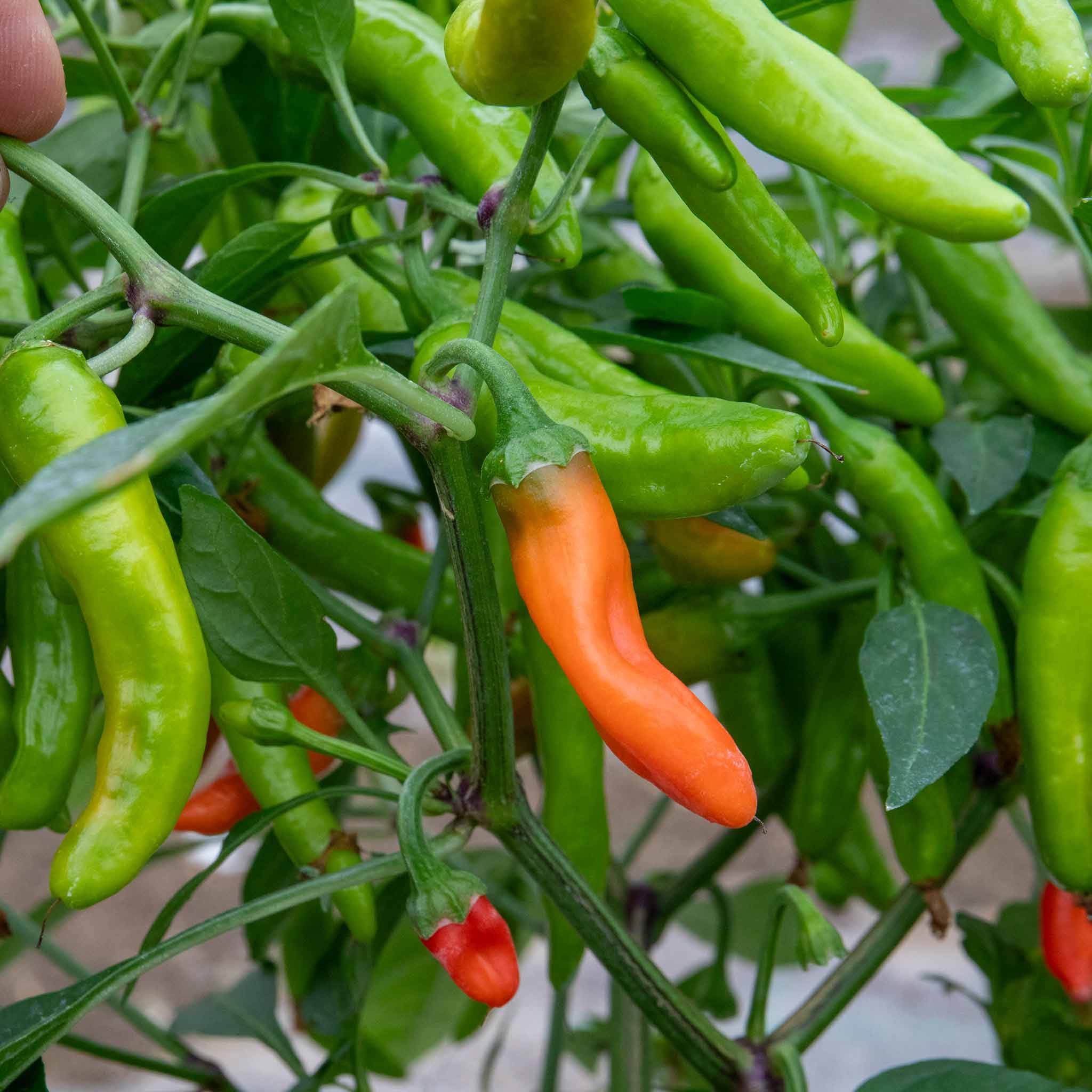 Chilli 'Apache' - Image 9