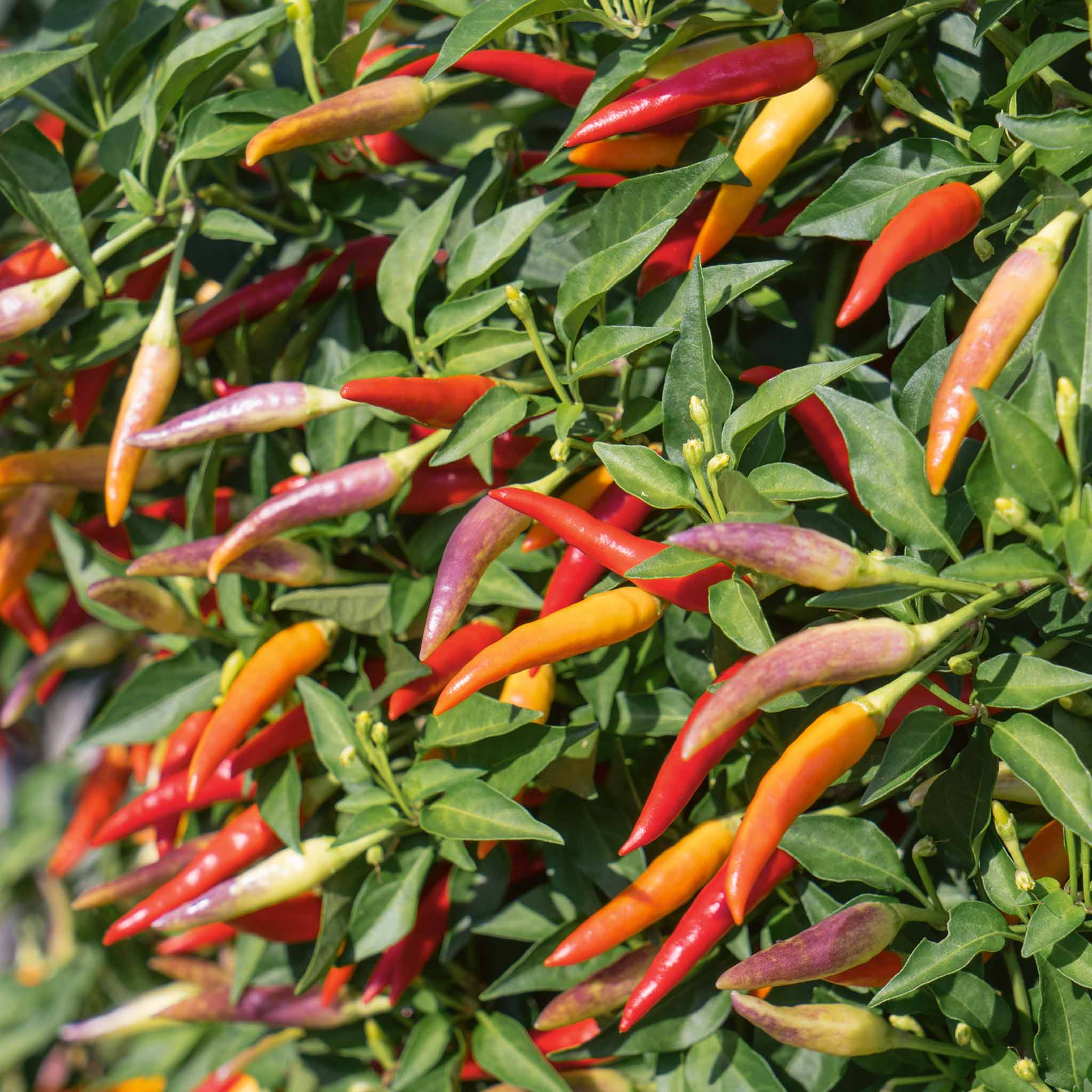 Chilli 'Basket of Fire' - Image 2