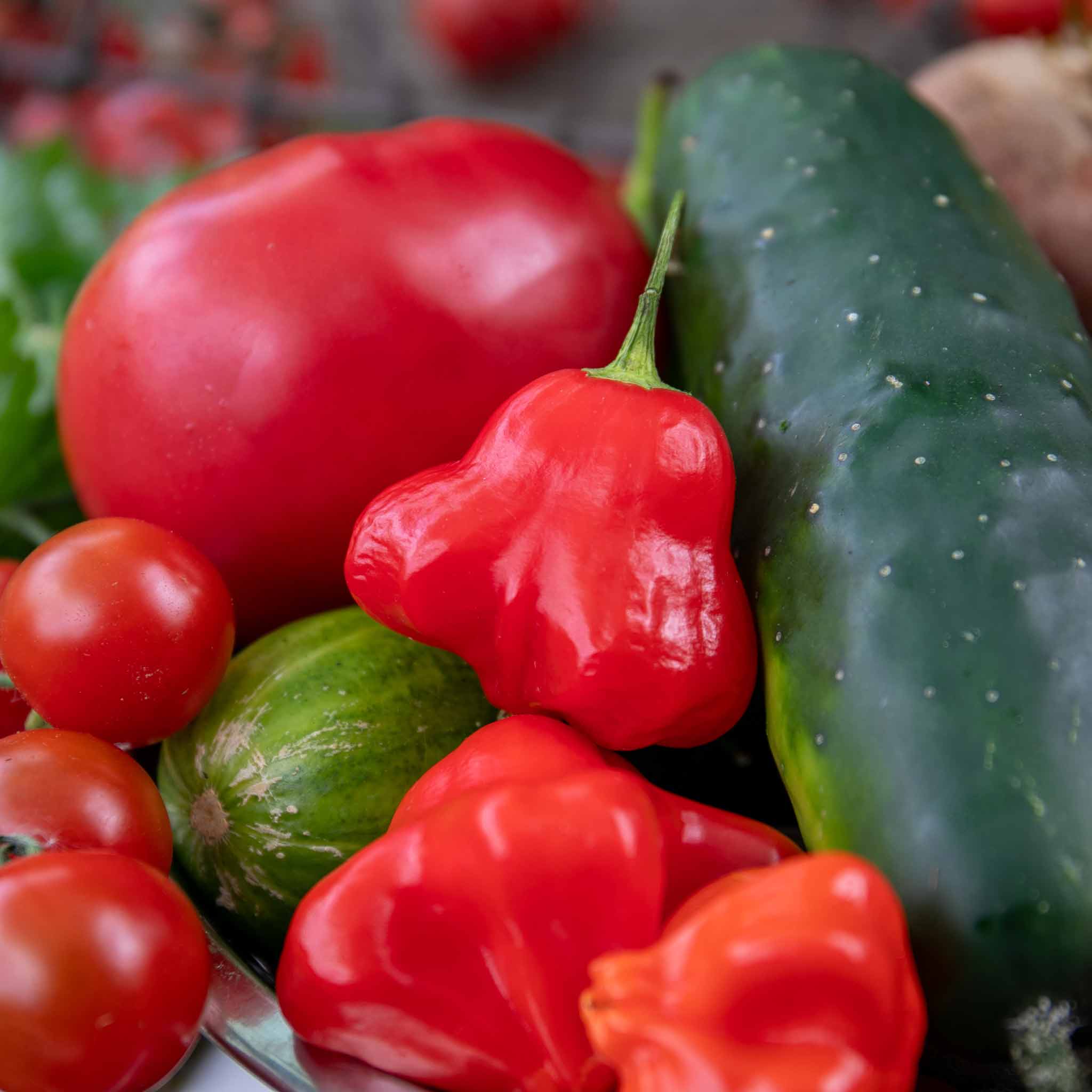 Chilli 'Bishops Crown' - Image 9