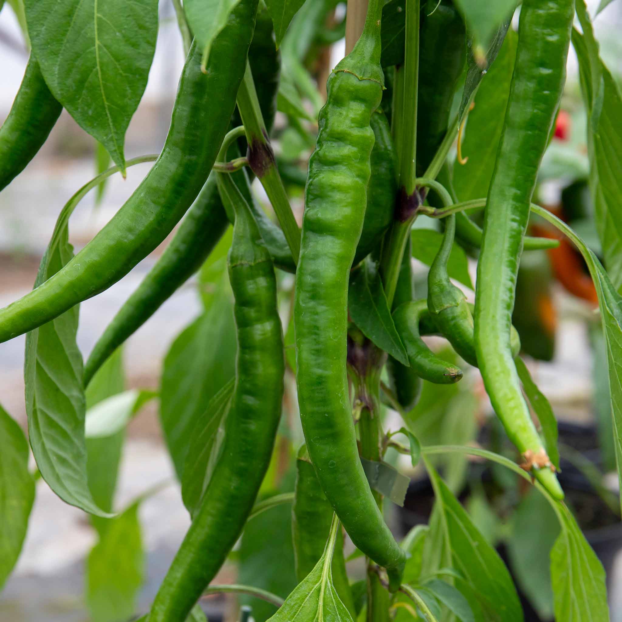 Chilli 'Long Horn' - Image 9