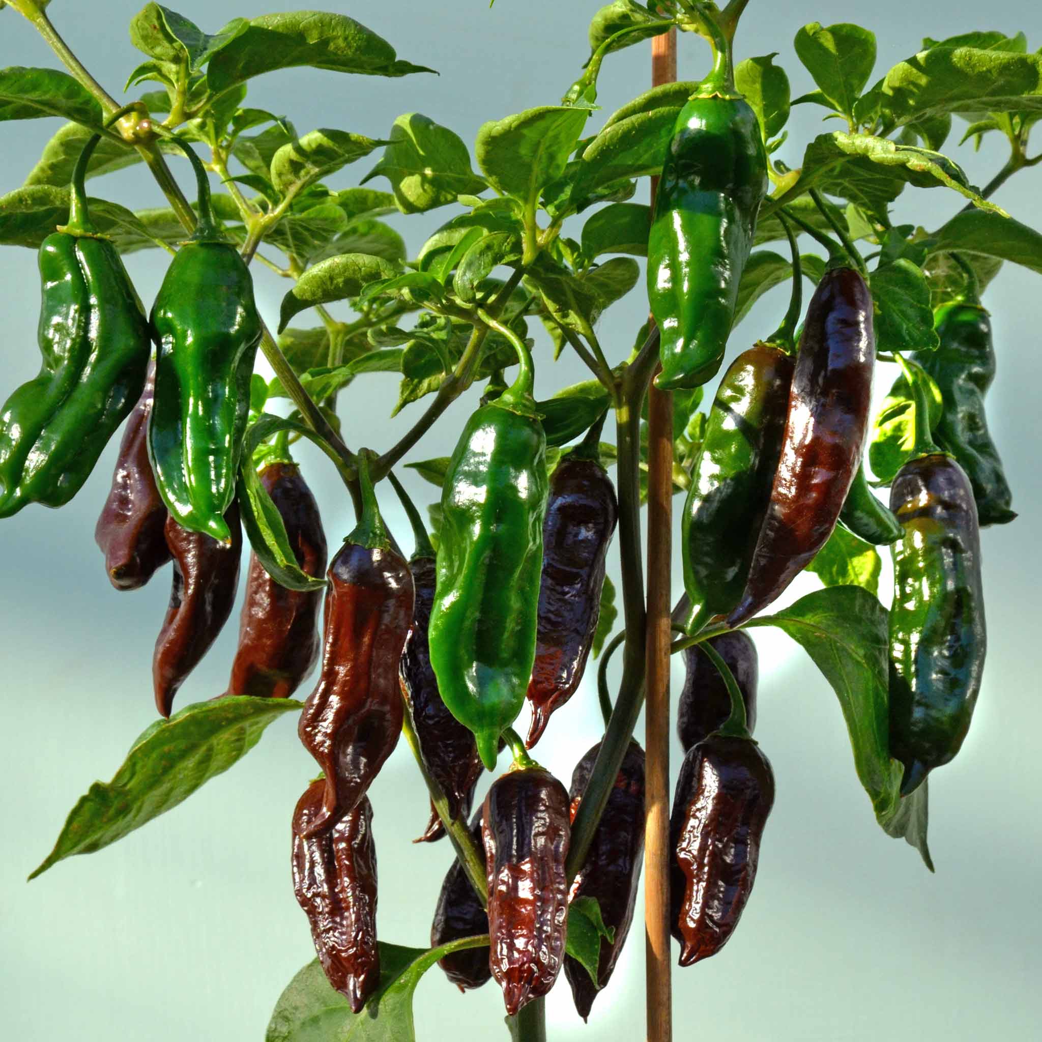 Chilli 'Machu Pichu' - Image 5