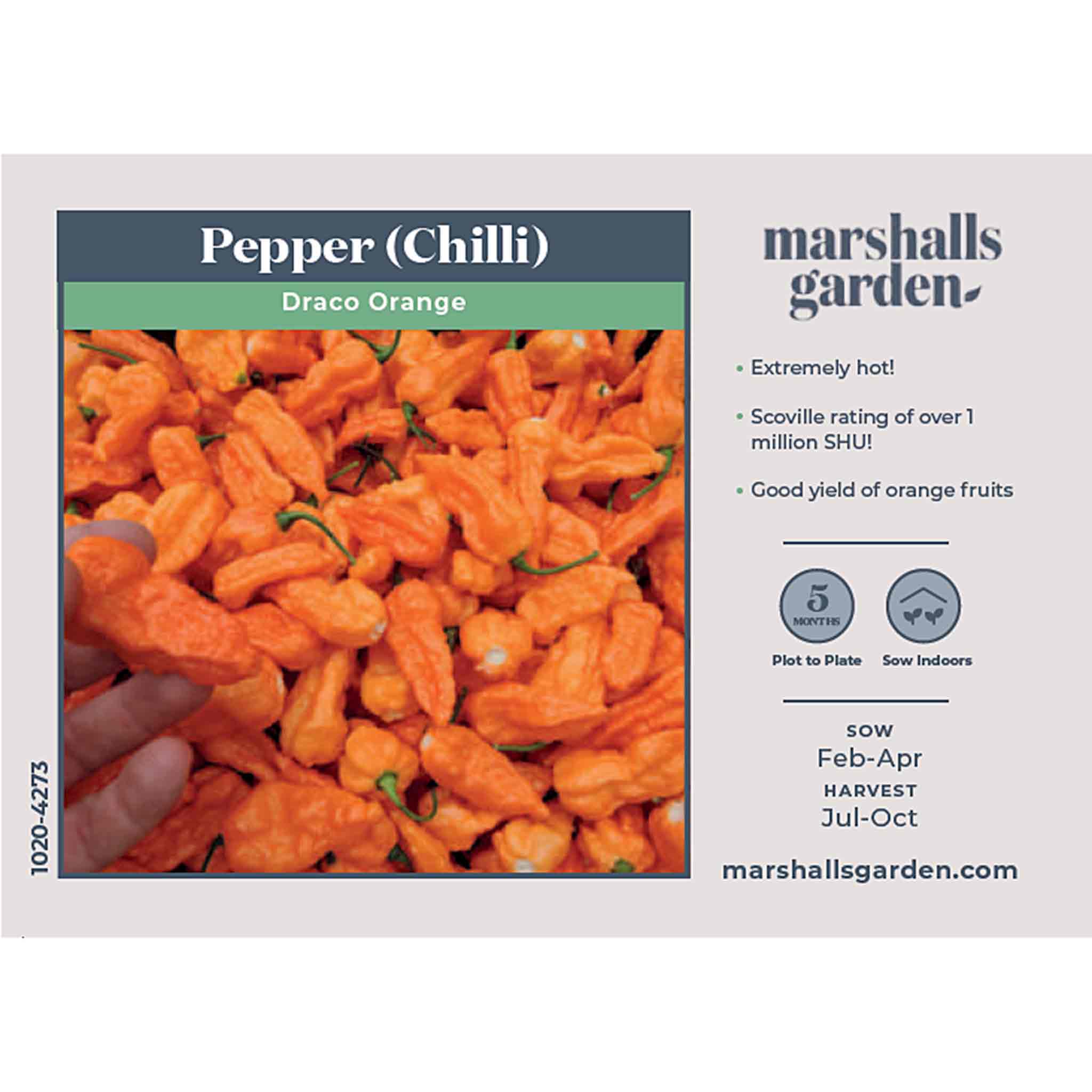 Chilli Seeds 'Draco Orange' - Image 2
