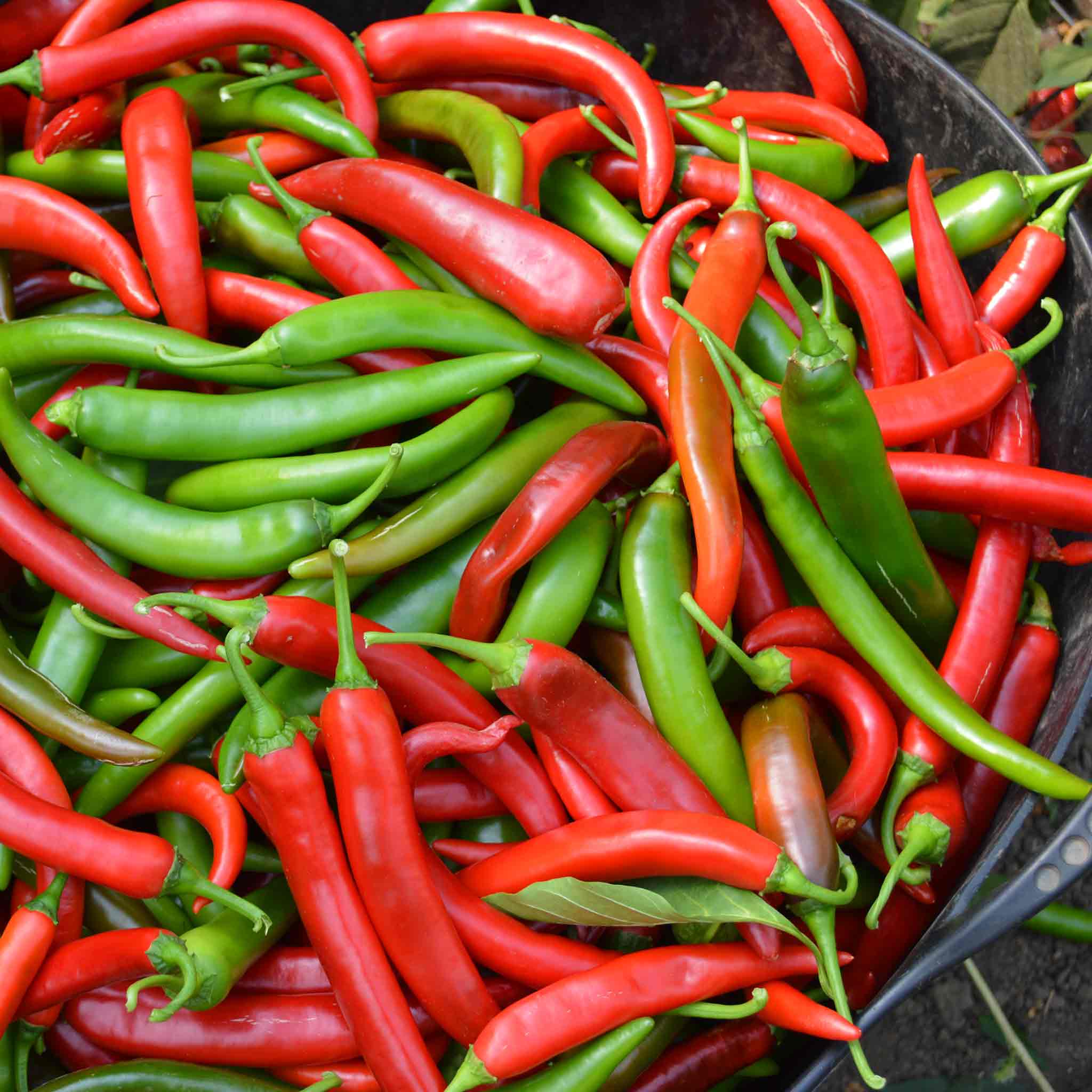 Chilli Seeds 'Sahem' - Image 2