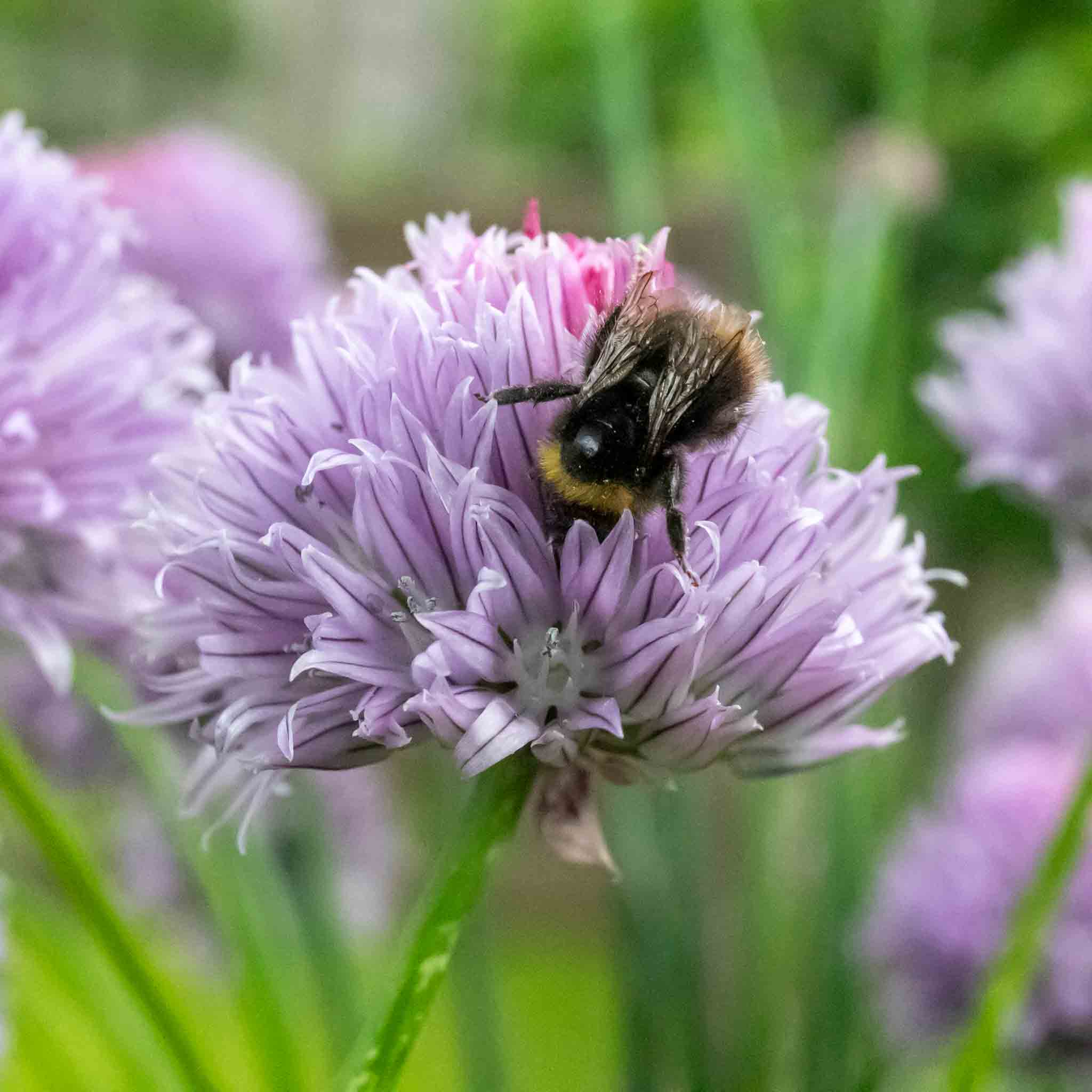 Chives Seeds 'Fine Leaved' - Image 2