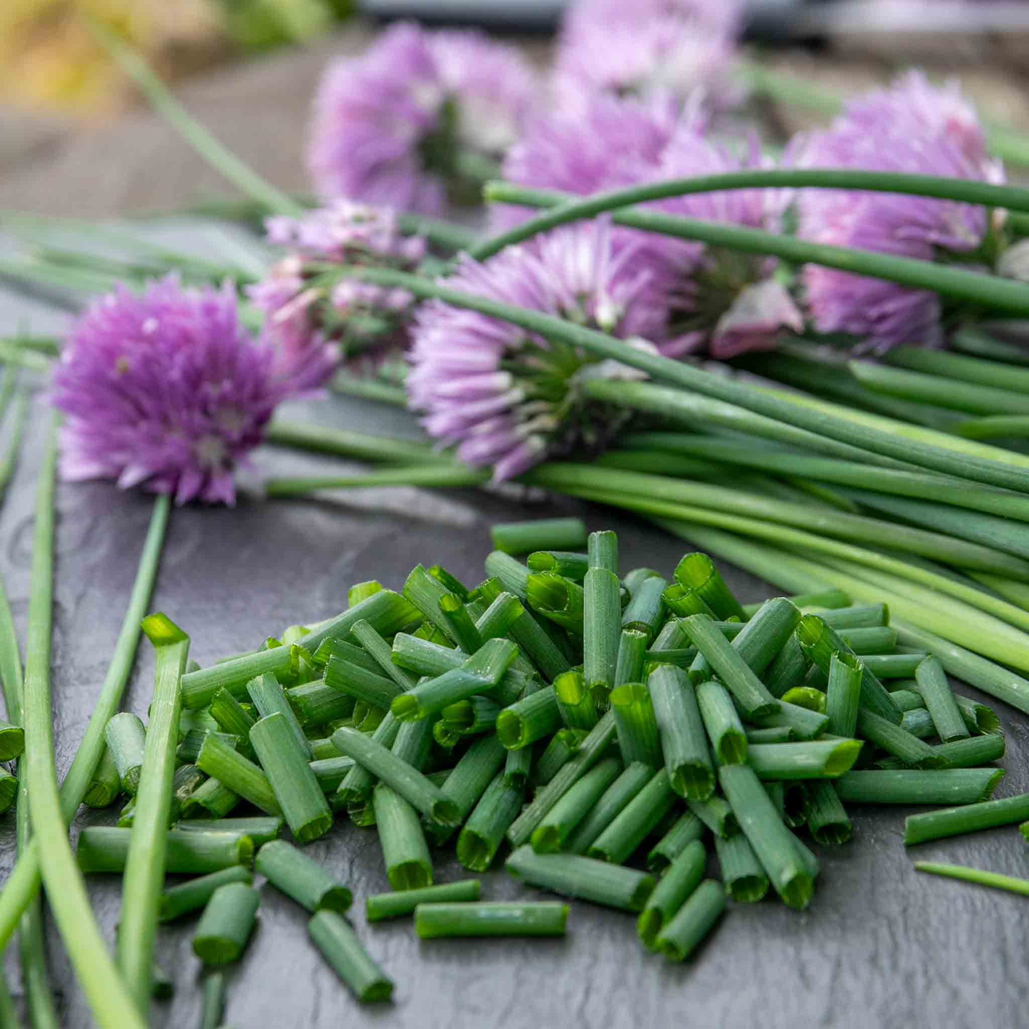 Chives Seeds 'Fine Leaved' - Image 7