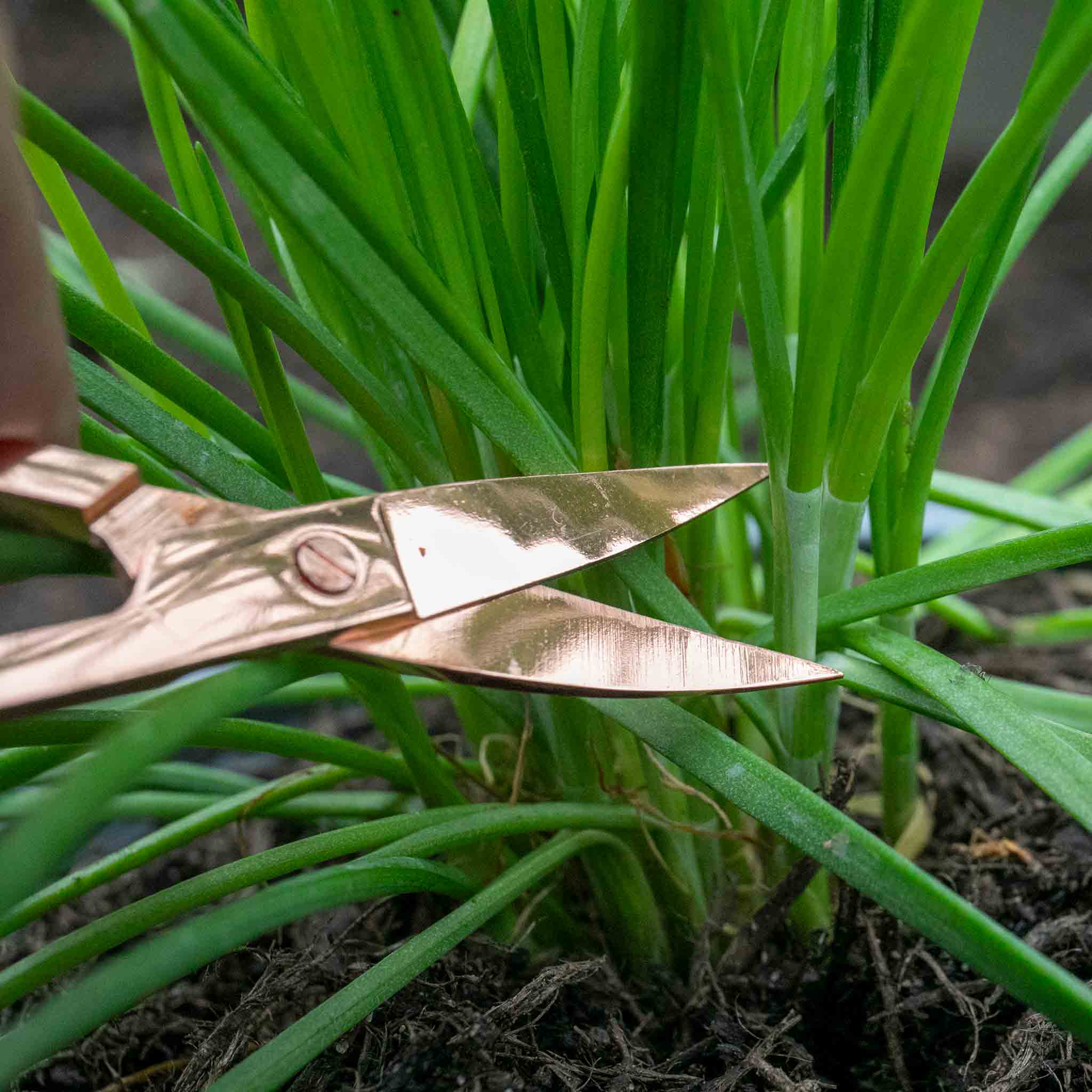 Chive Plant - Image 7