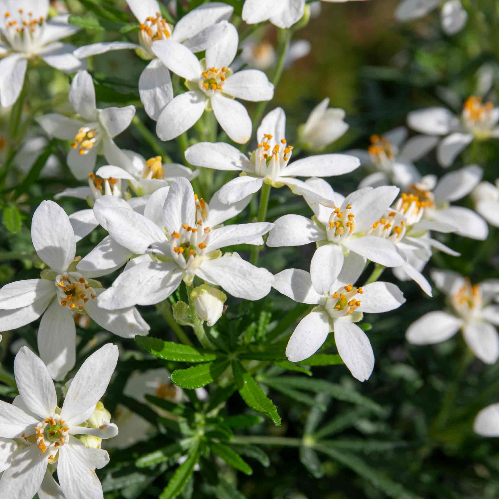 Choisya 'White Dazzler' - Image 2