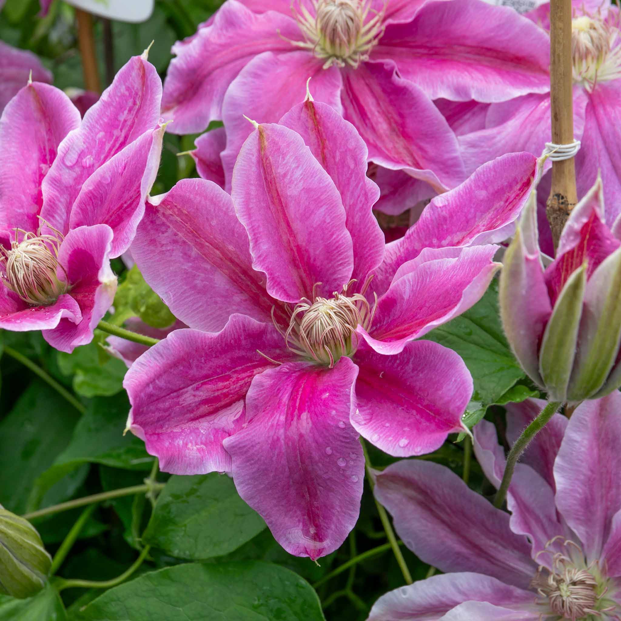 Clematis 'Bees Jubilee' - Image 5