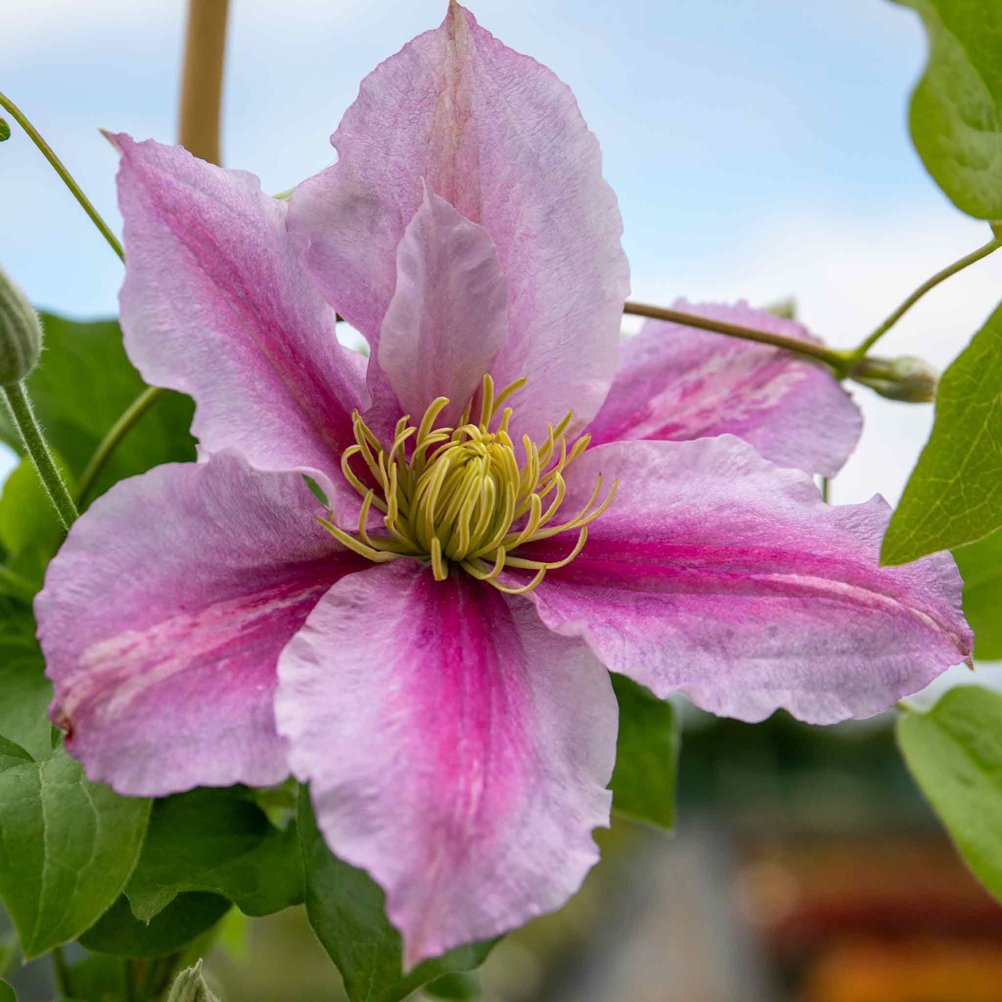 Clematis Hybrid 'Piilu' - Image 3