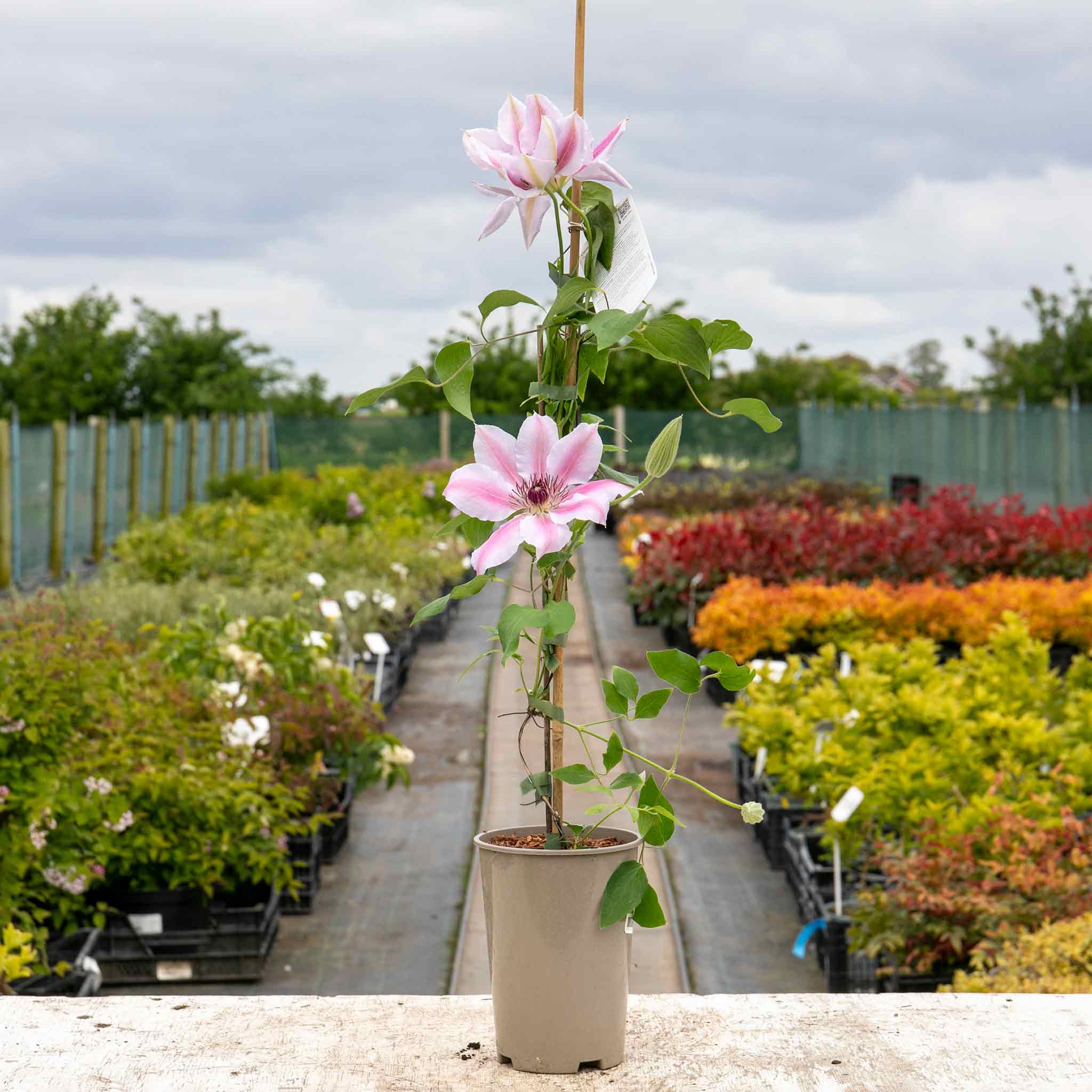 Clematis 'Nelly Moser' - Image 5
