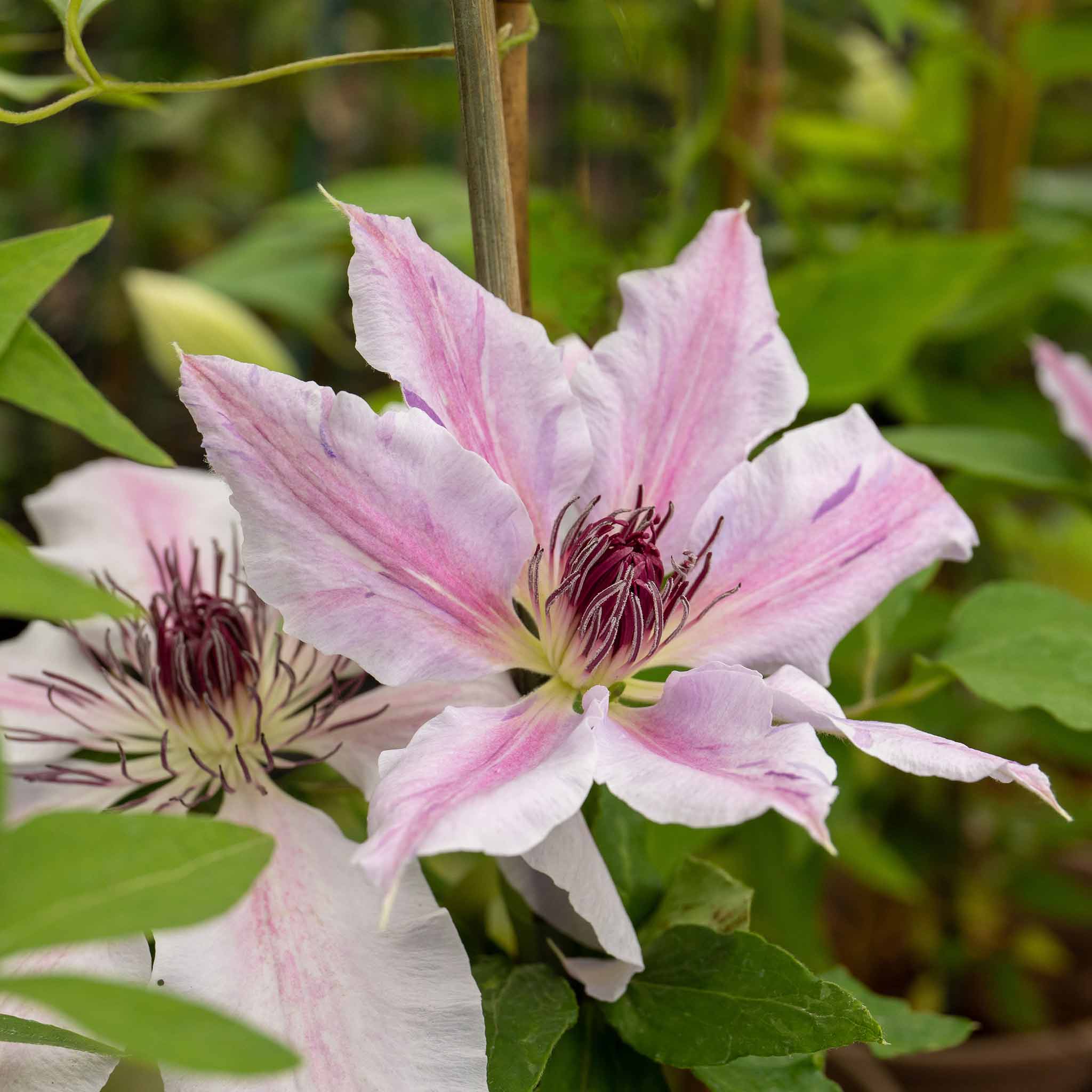 Clematis 'Nelly Moser' - Image 6