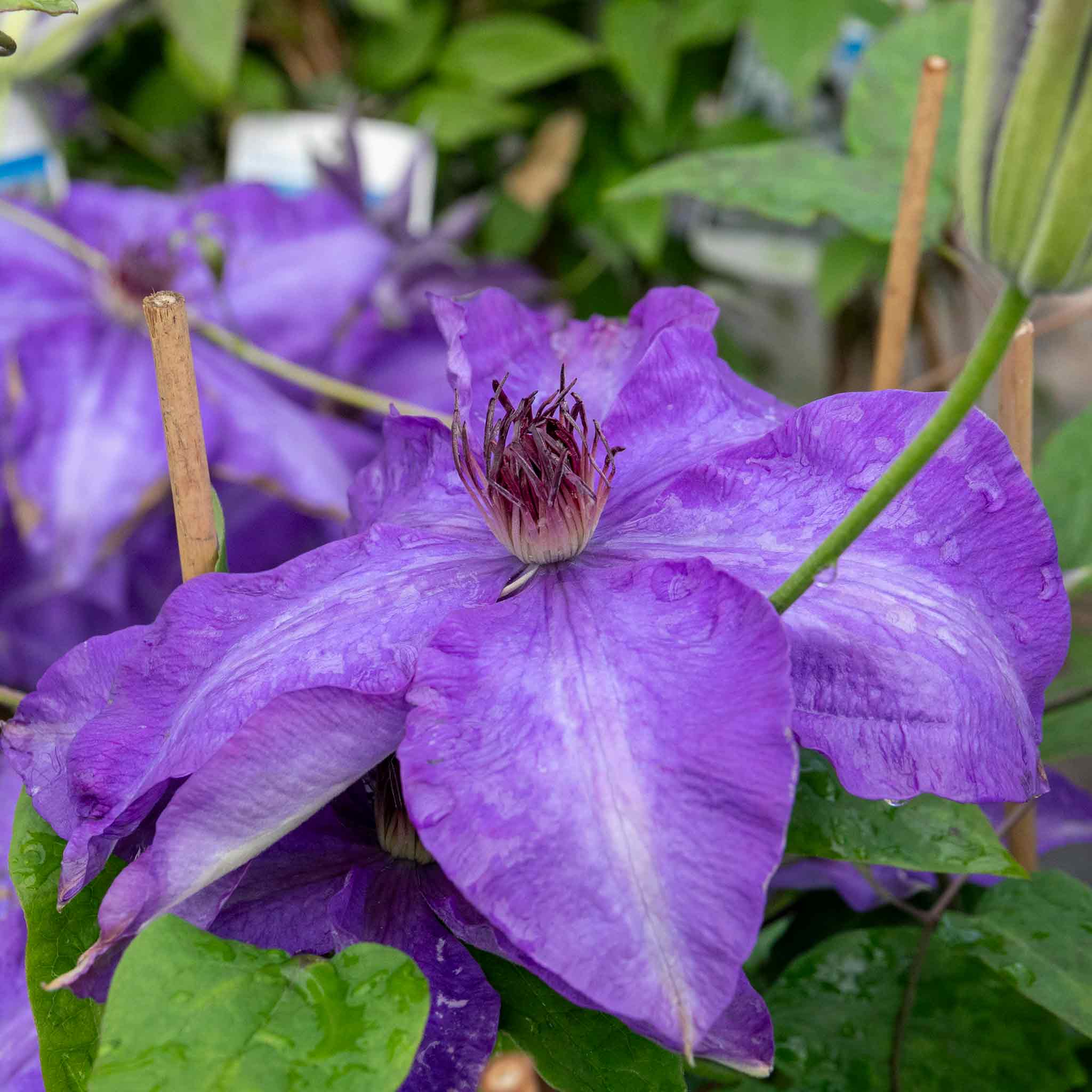 Clematis 'The President' - Image 12