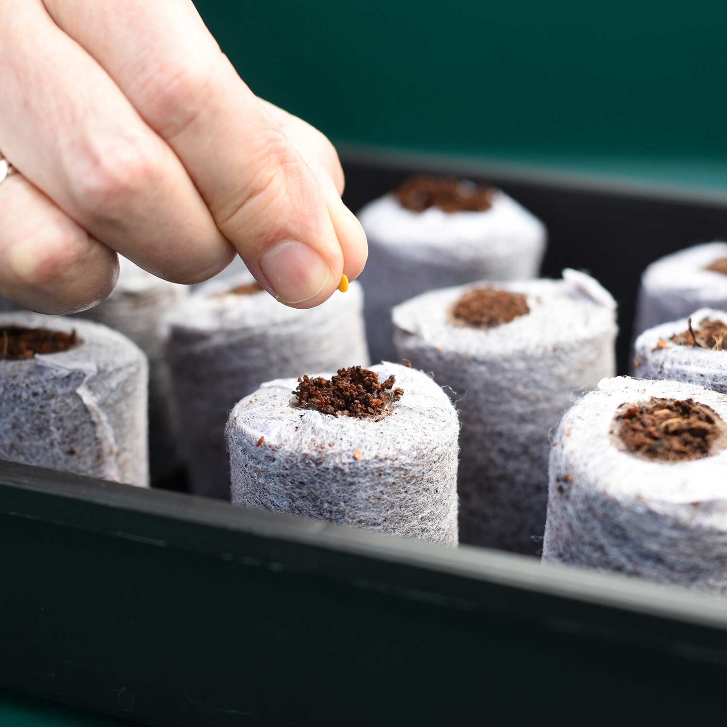 Coco Dots 30mm Peat Free Plug Pellets - Image 5