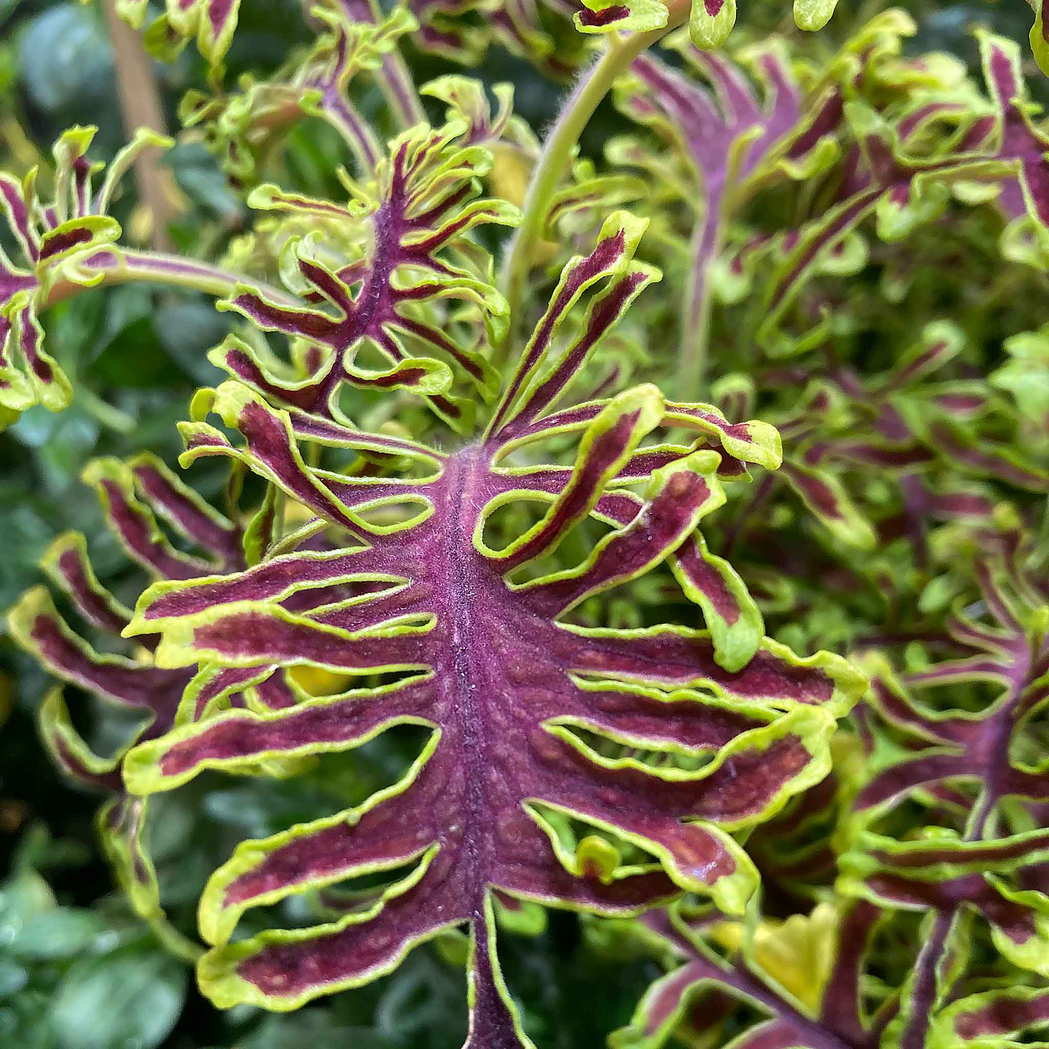 Coleus 'Skeletal' - Image 2