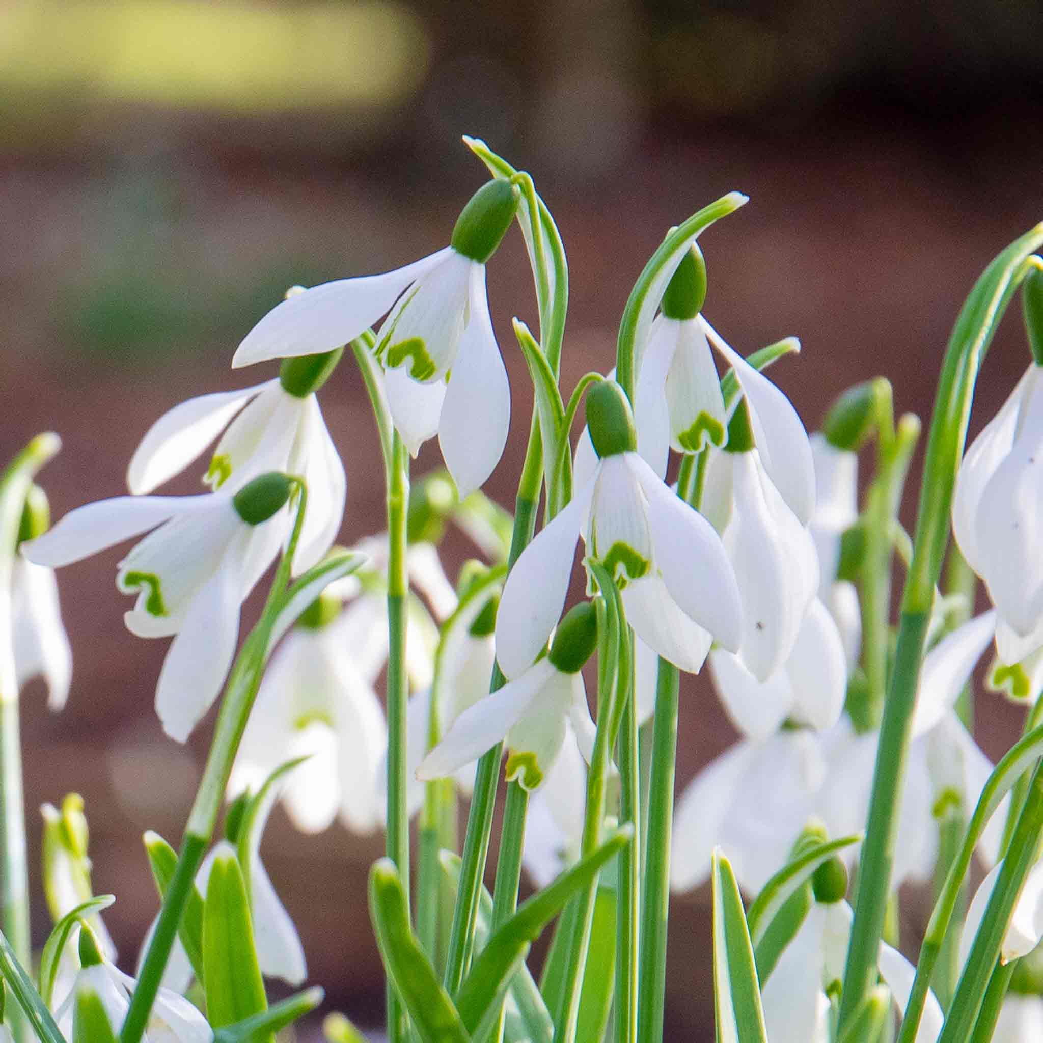 Common Snowdrop Bulbs - Image 3