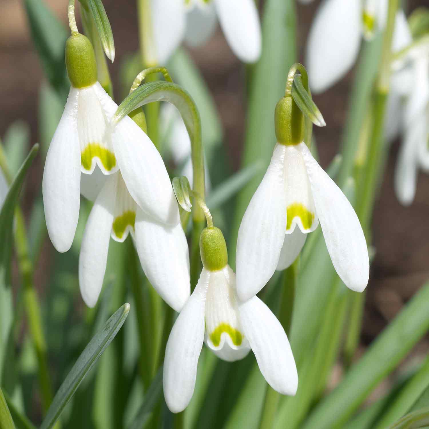 Common Snowdrop Bulbs - Image 4