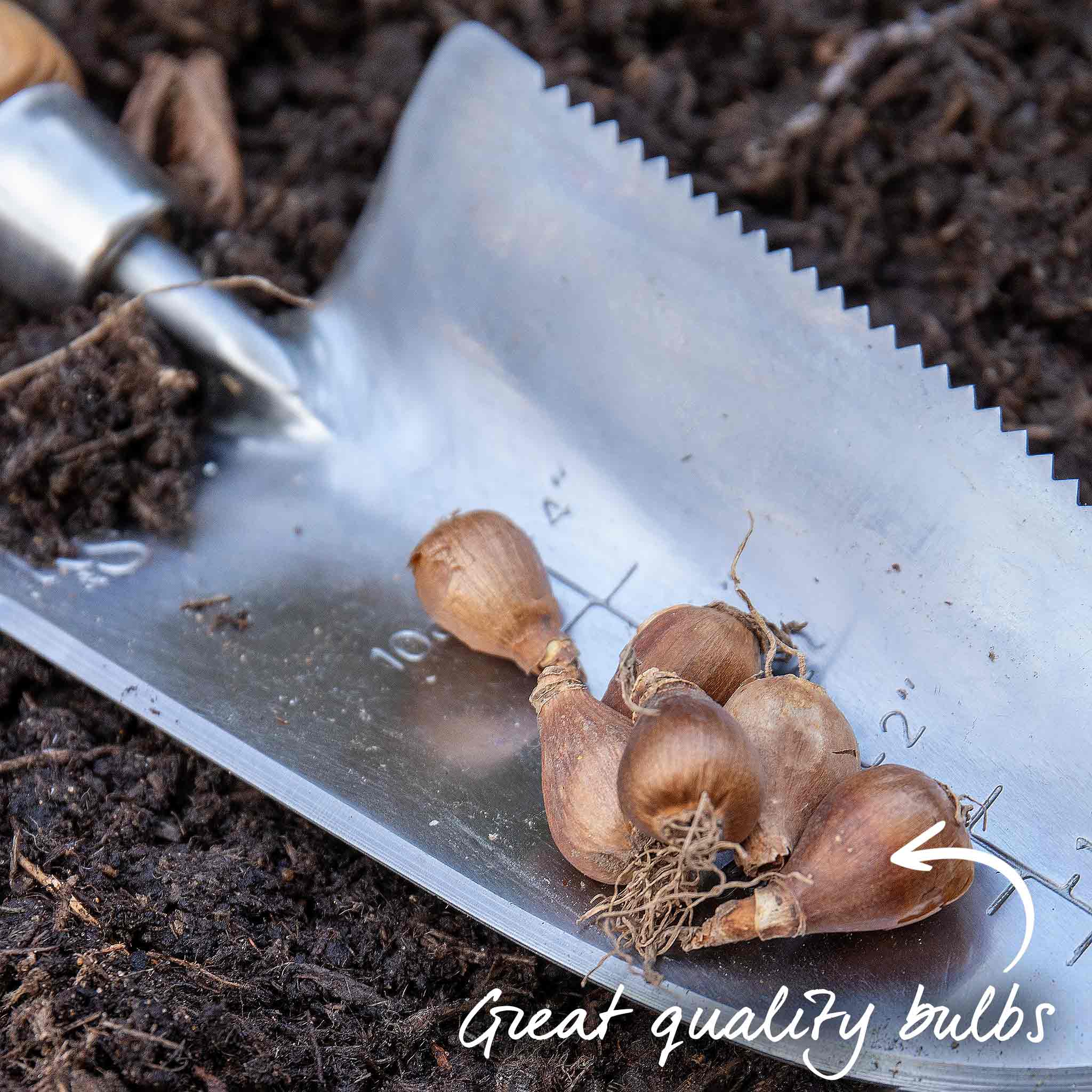 Common Snowdrop Bulbs - Image 5