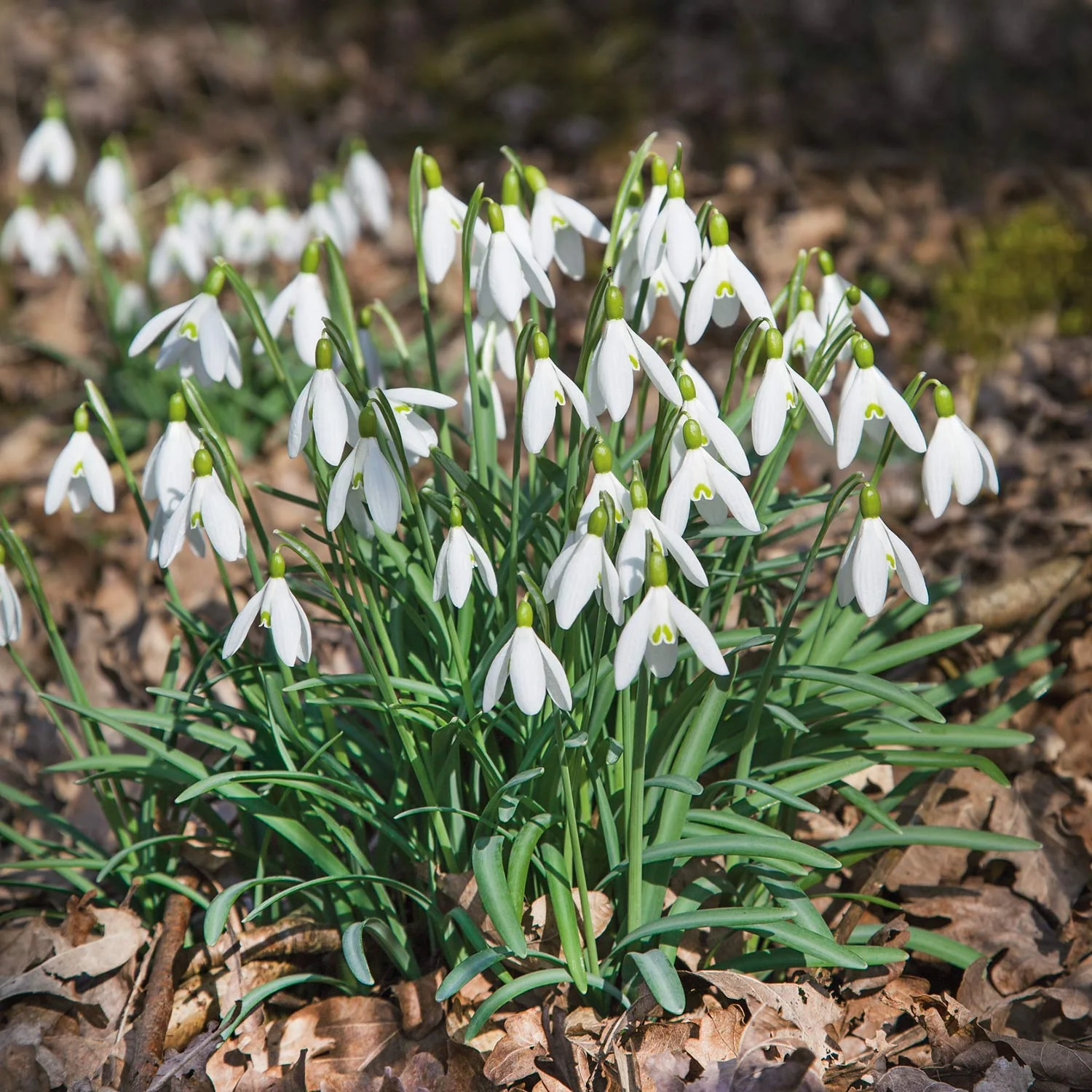 Common Snowdrop Bulbs - Image 6