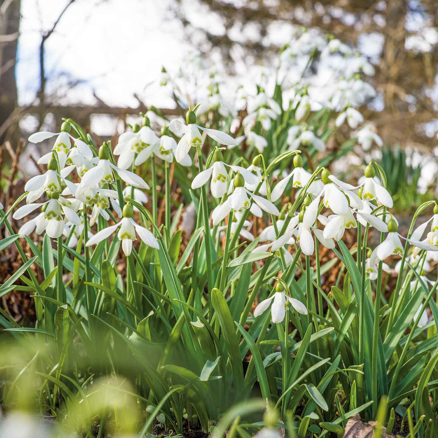 Common Snowdrop Bulbs - Image 7