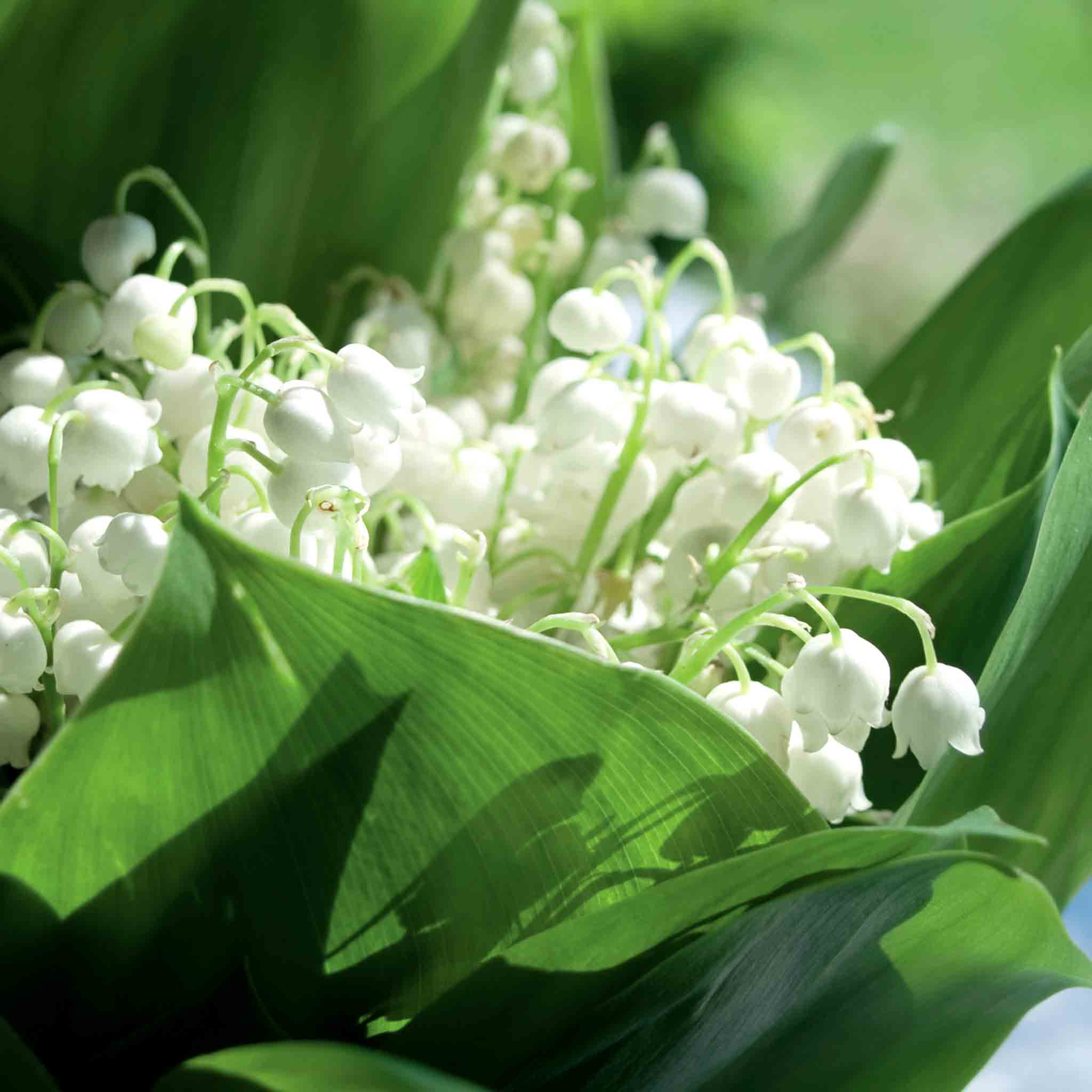 Lily of the Valley - Image 3