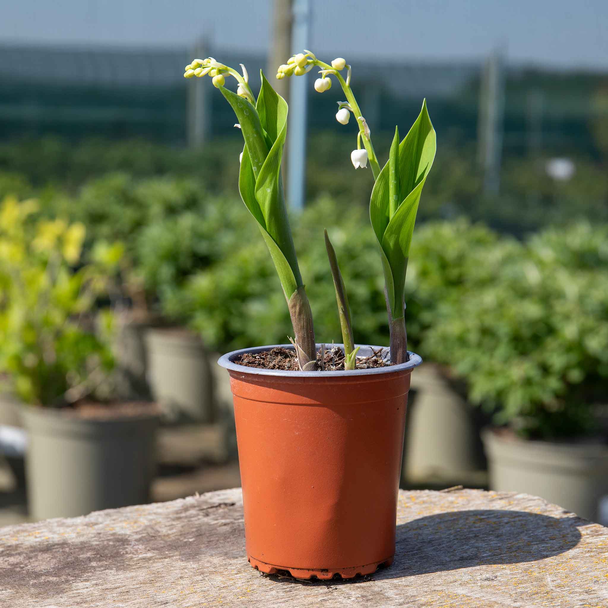 Lily of the Valley - Image 4