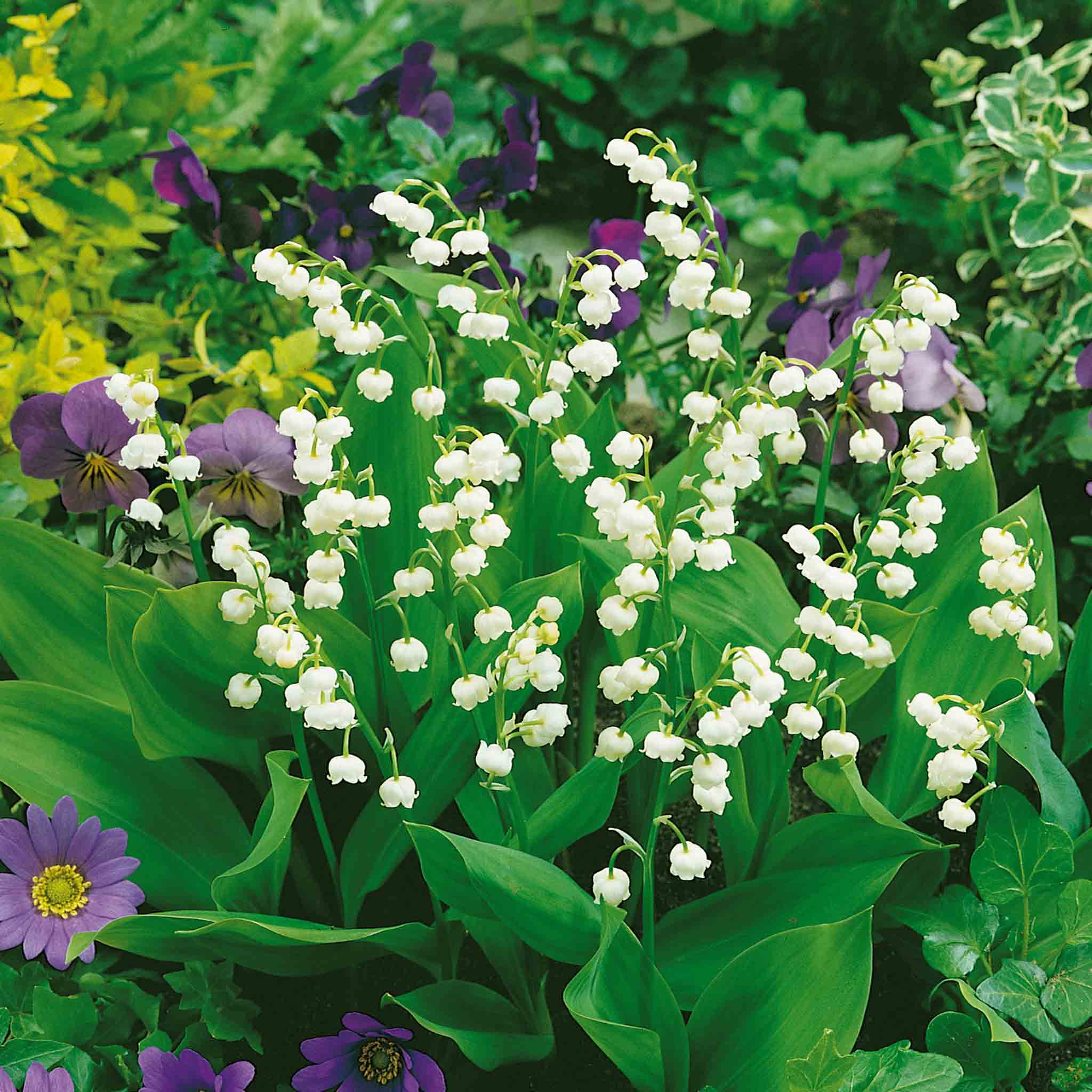 Lily of the Valley - Image 6
