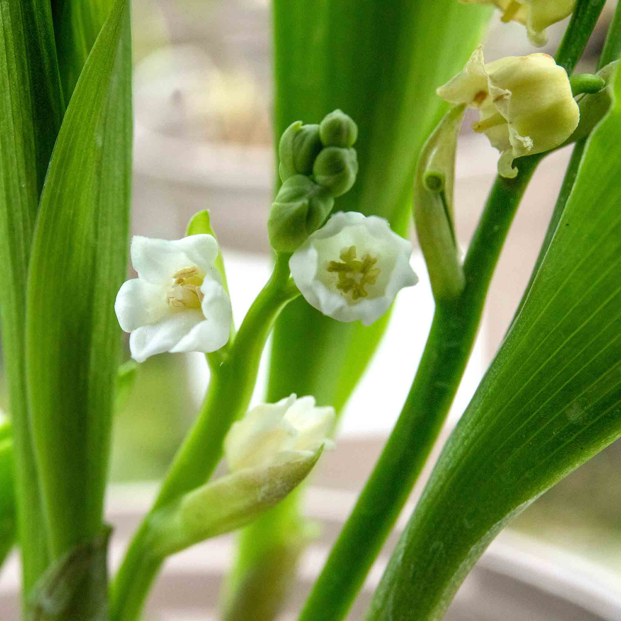 Lily of the Valley - Image 7