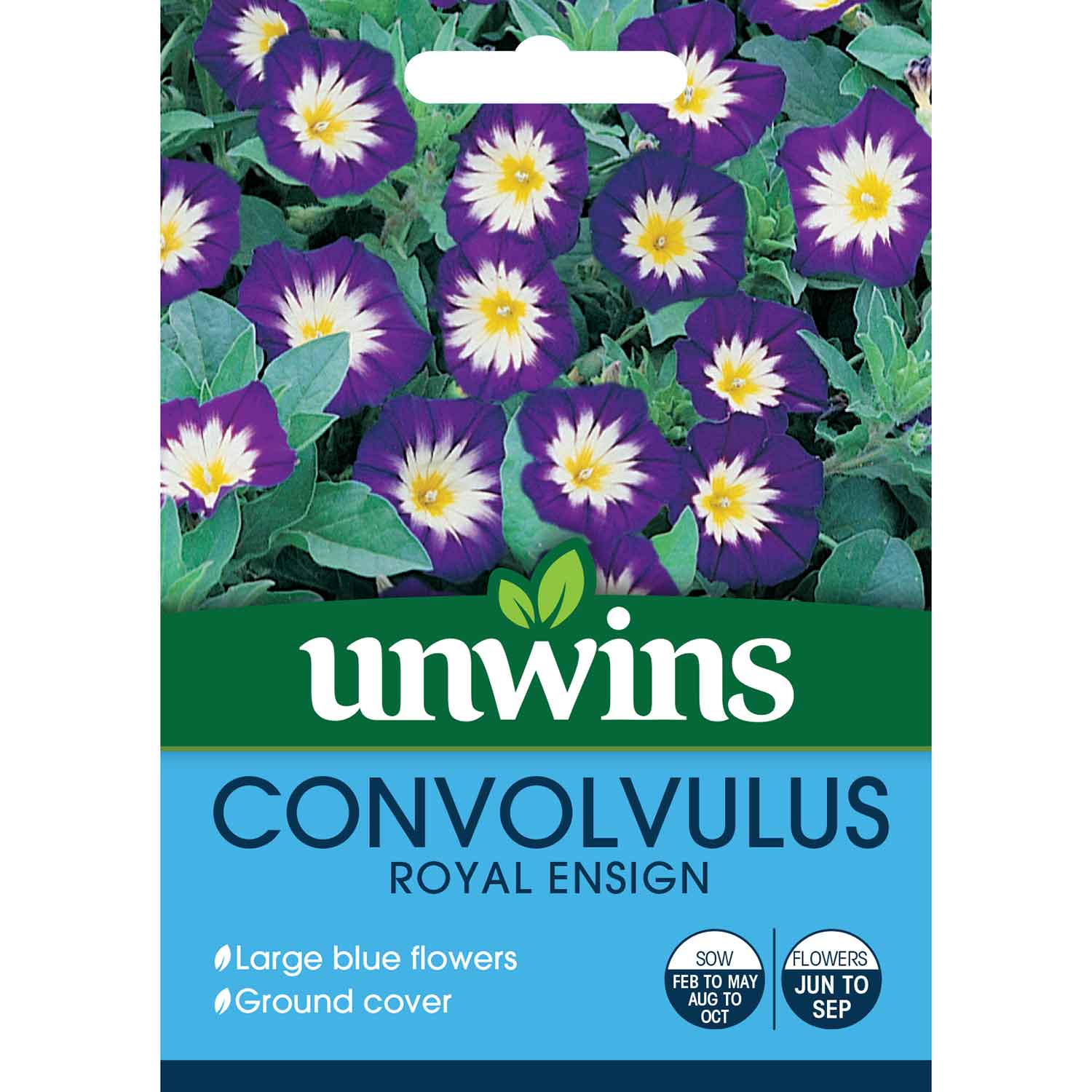Convolvulus Seeds 'Royal Ensign' - Image 2