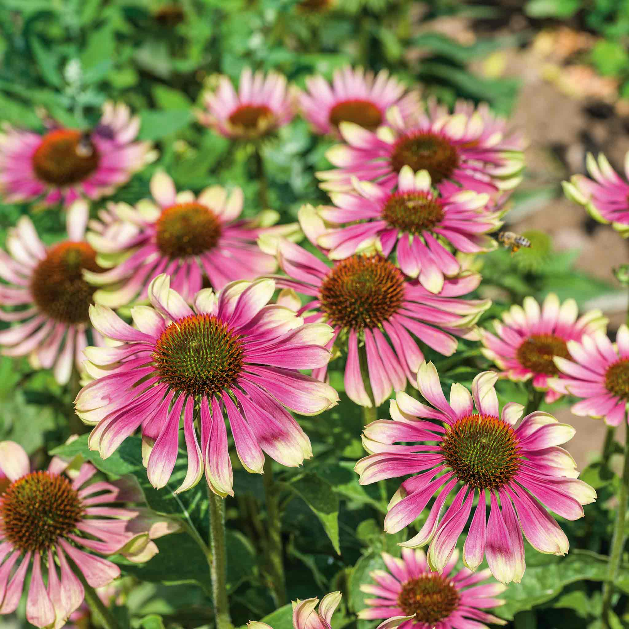 Echinacea 'Green Twister' - Image 3