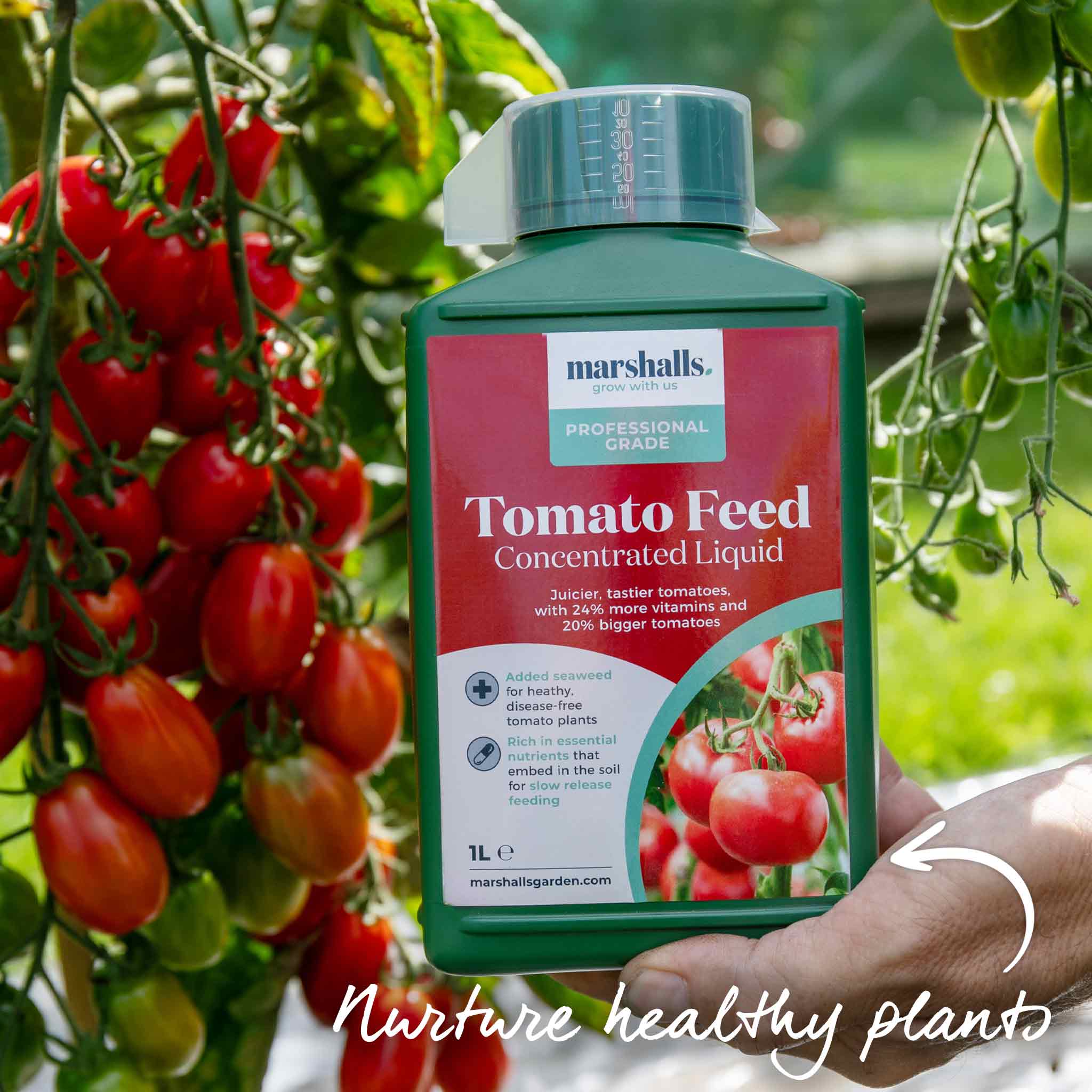 Bush Tomato 'Indigo Cherry Drops' - Image 9