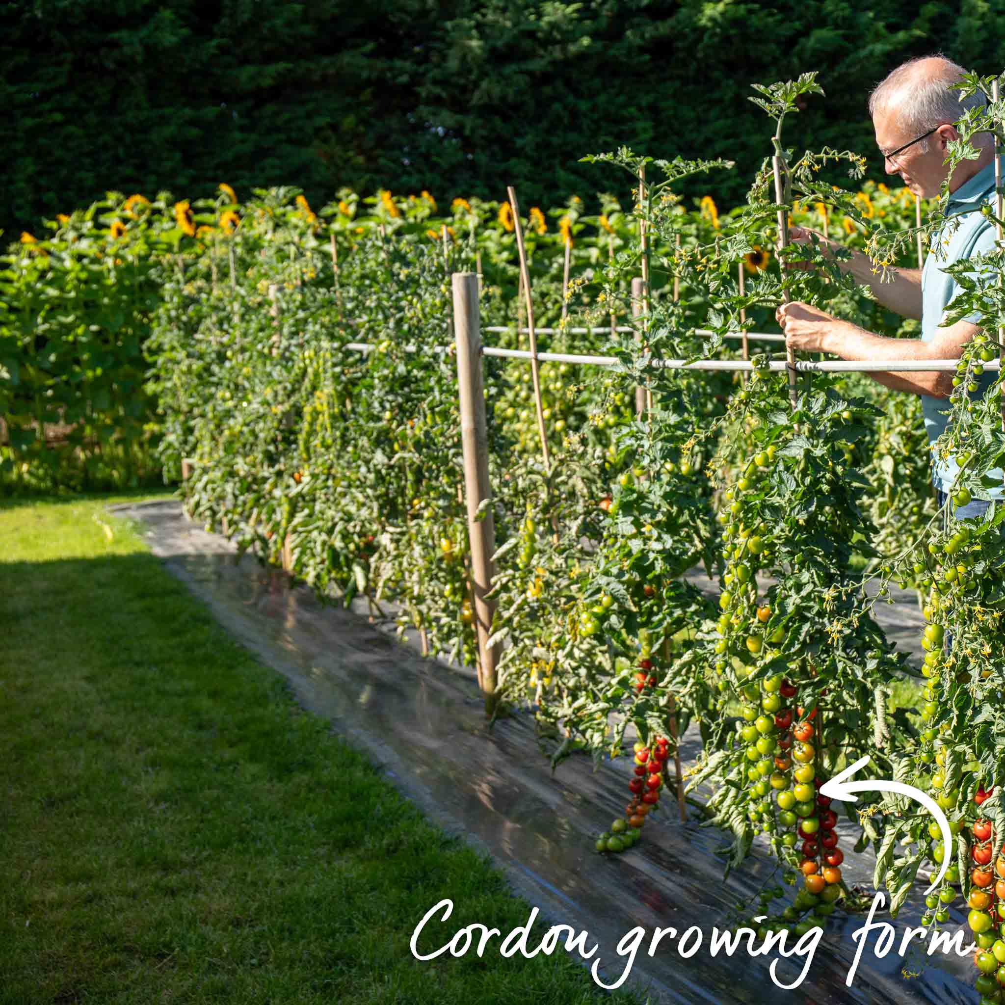 Cordon Tomato 'Ailsa Craig' - Image 8