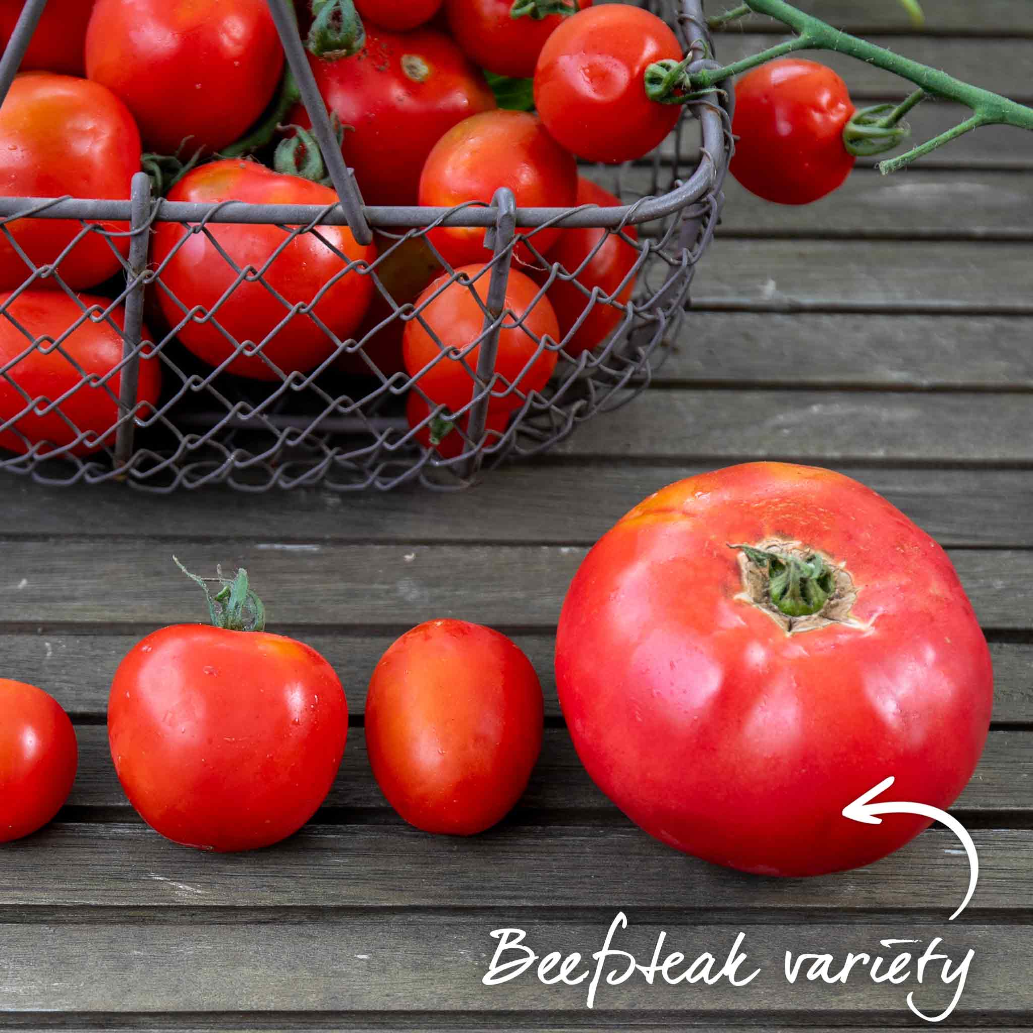 Cordon Tomato 'Big Daddy' - Image 6