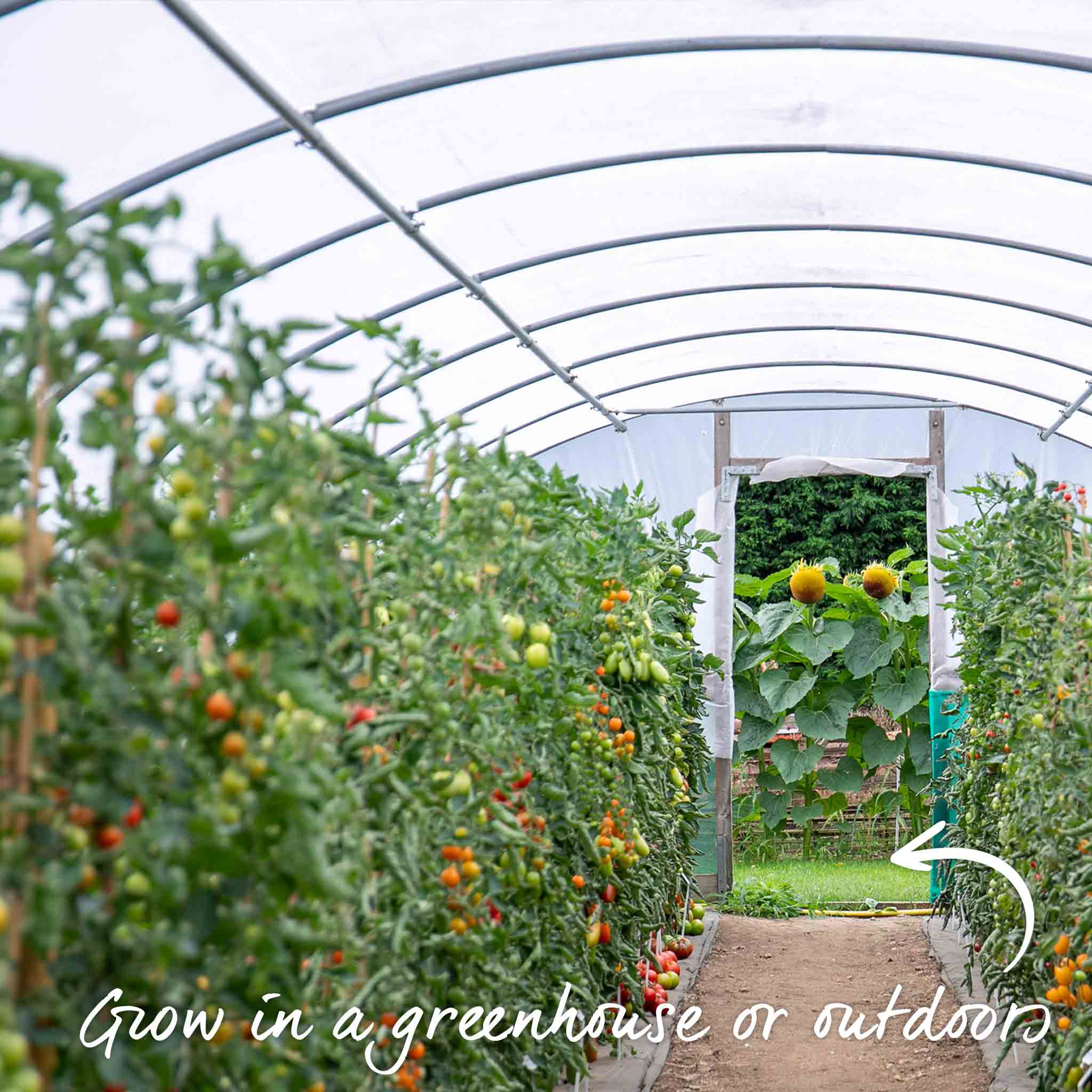Cordon Tomato 'Buffalosun' - Image 9