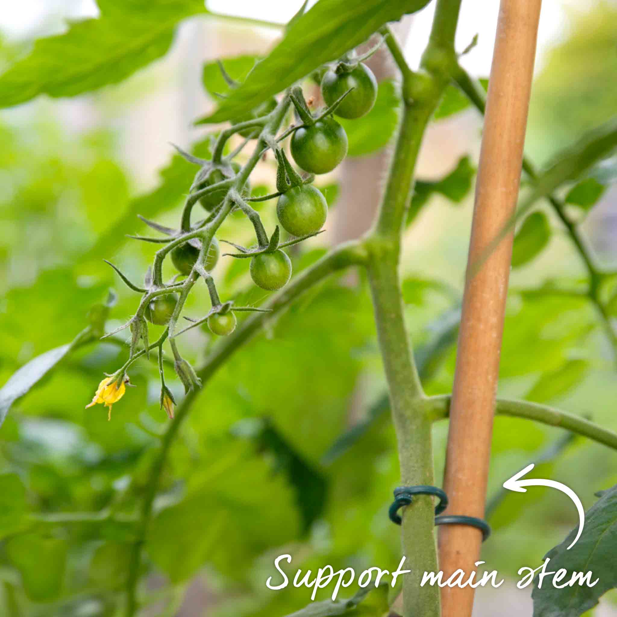Cordon Tomato 'Gardeners Delight' - Image 10