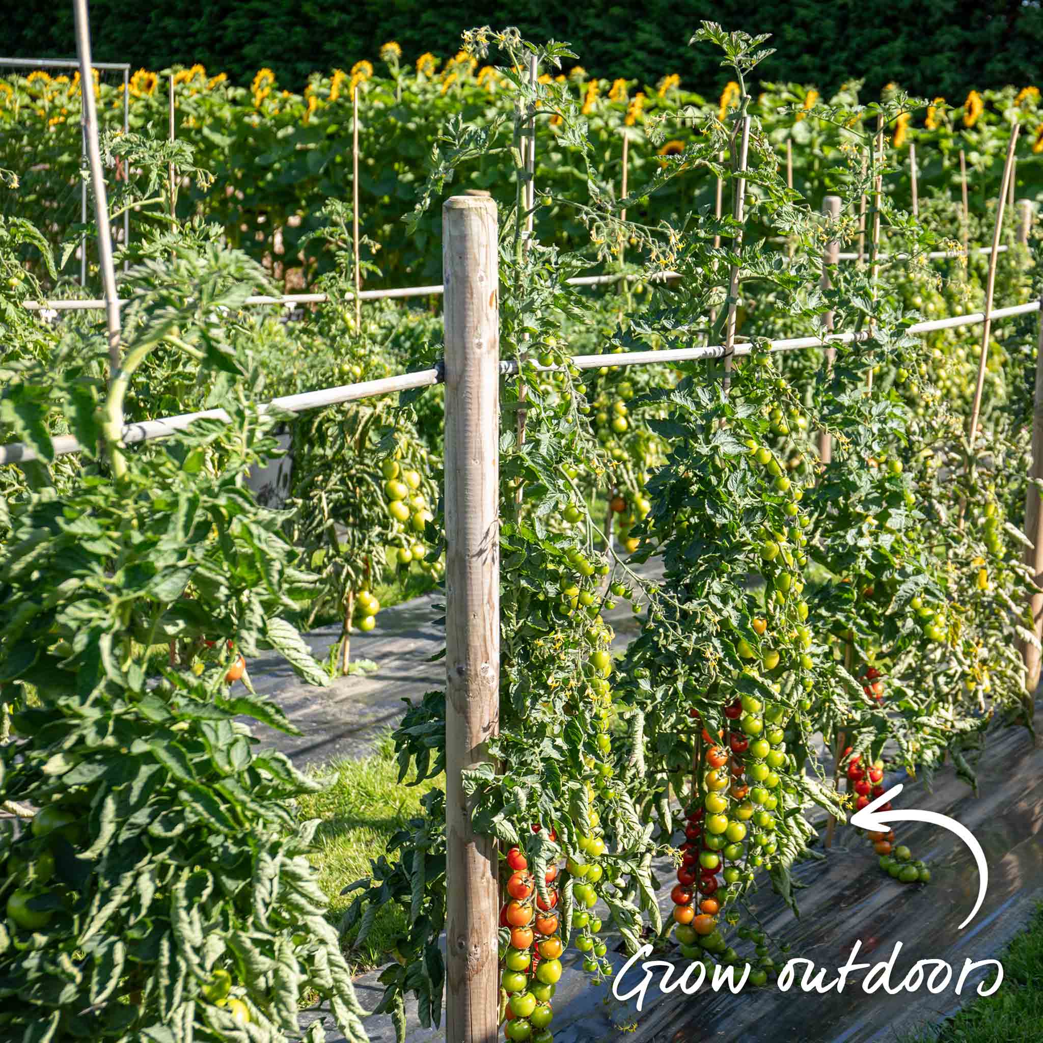 Cordon Tomato 'Gardeners Delight' - Image 11
