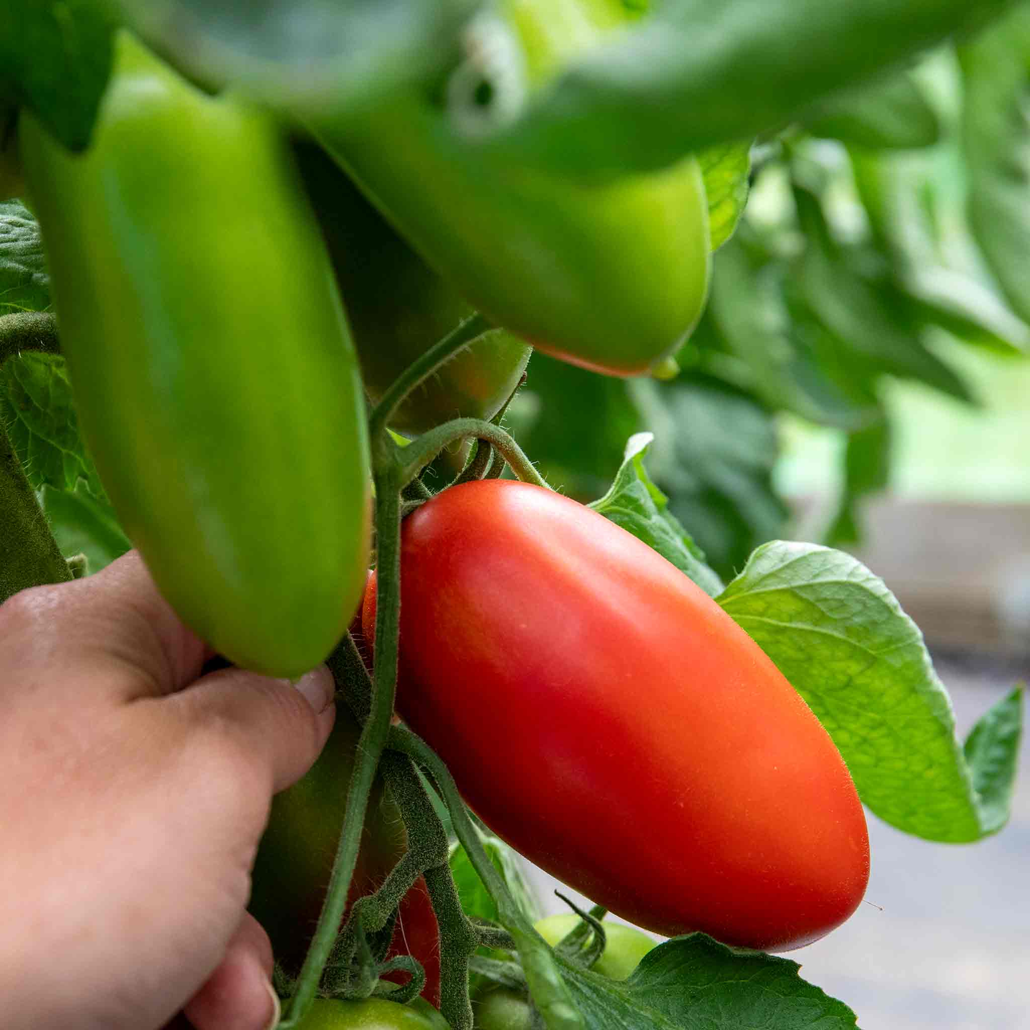 Cordon Tomato 'San Marzano' - Image 3