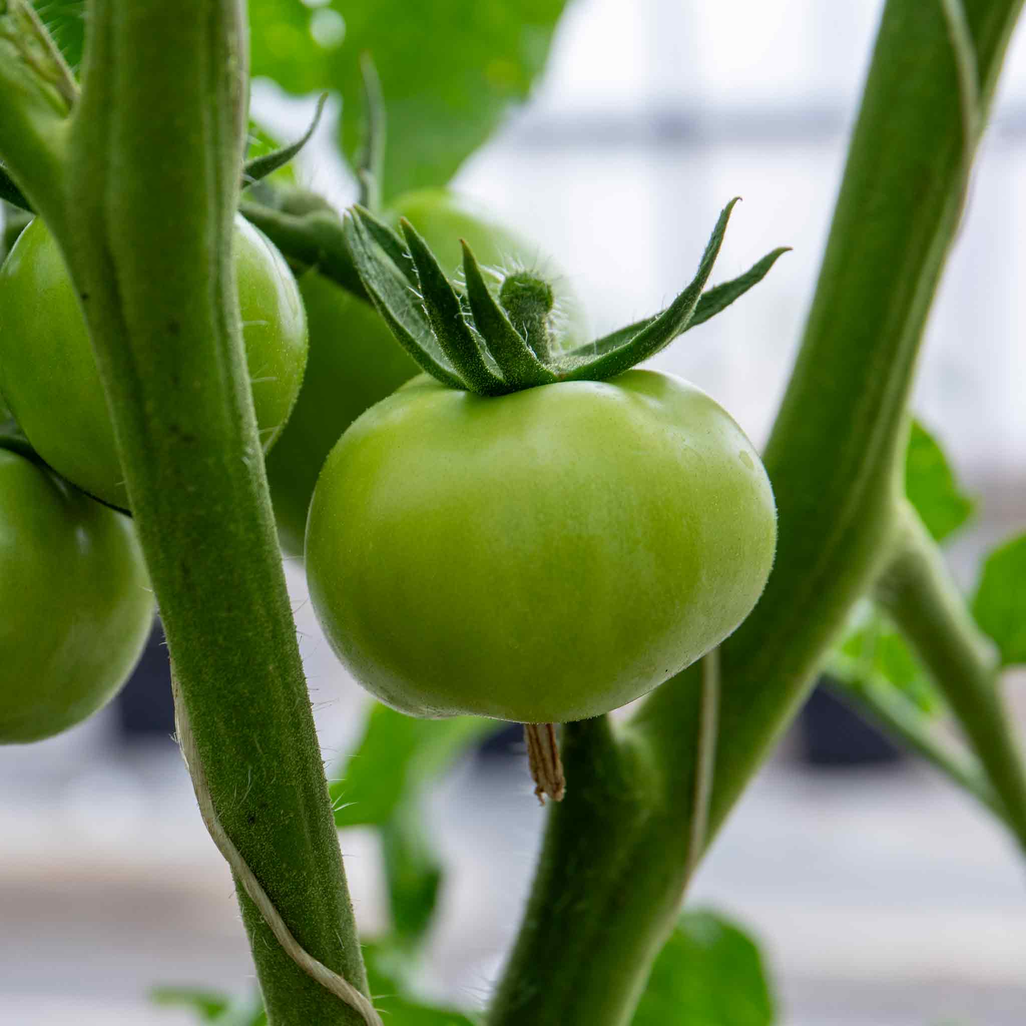 Cordon Tomato 'Paoline' - Image 13