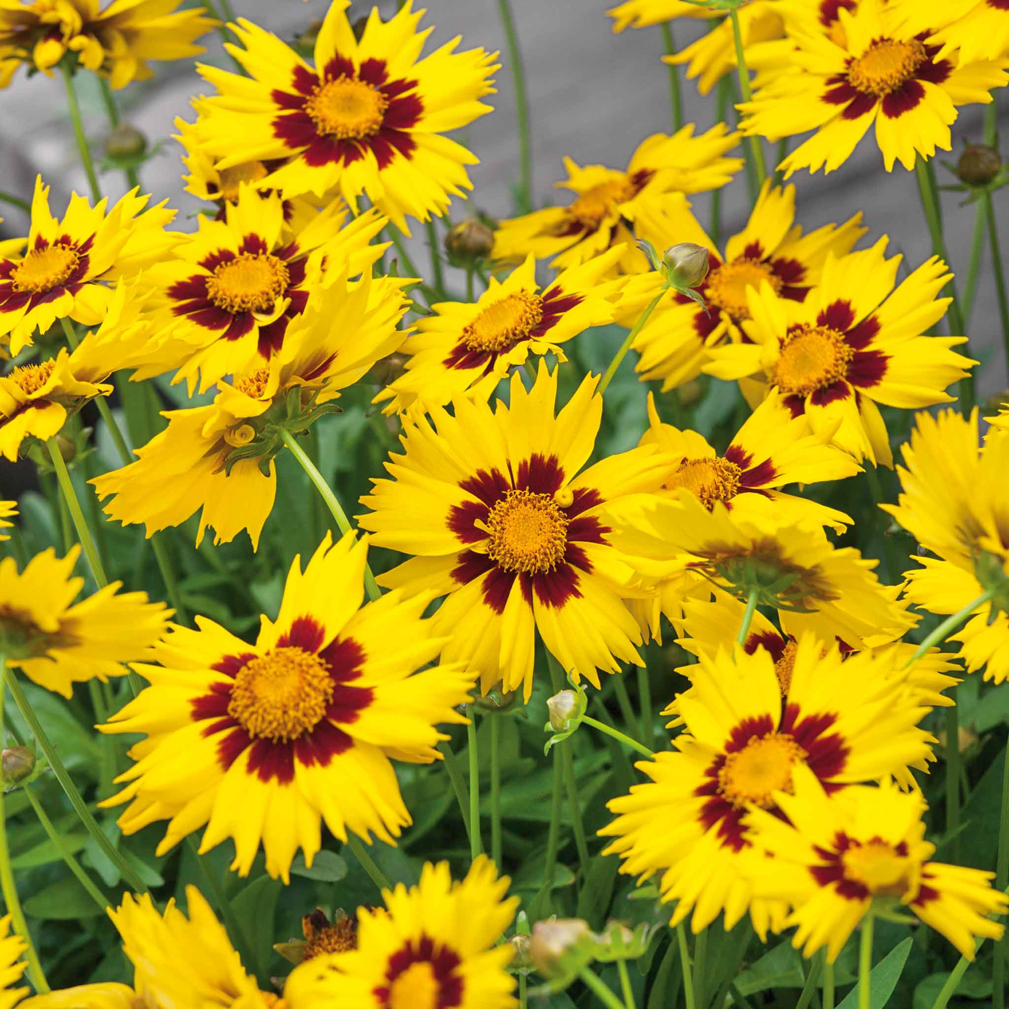Coreopsis 'Sunkiss' - Image 3