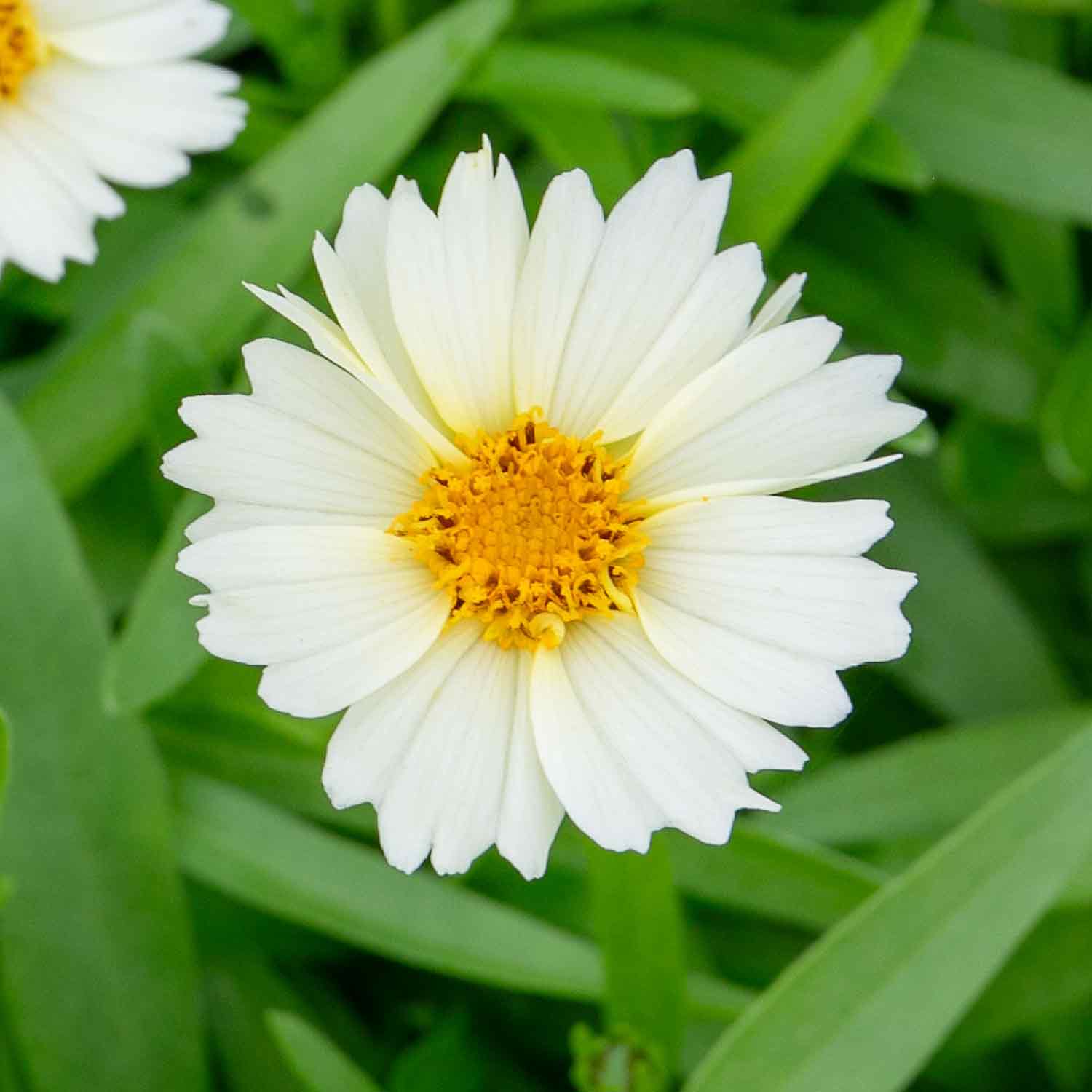 Coreopsis 'Uptick Cream' - Image 2