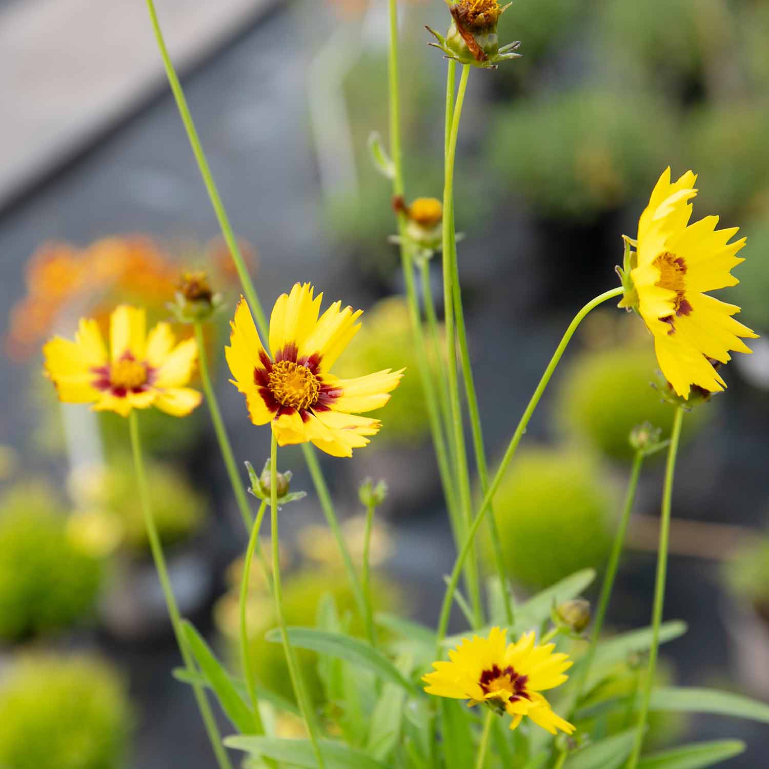 Coreopsis 'Sunkiss' - Image 3