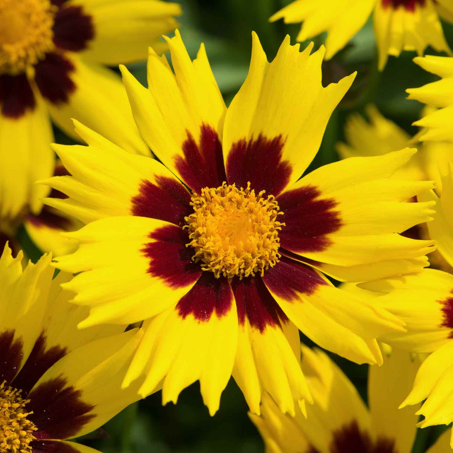 Coreopsis 'Sunkiss' - Image 4