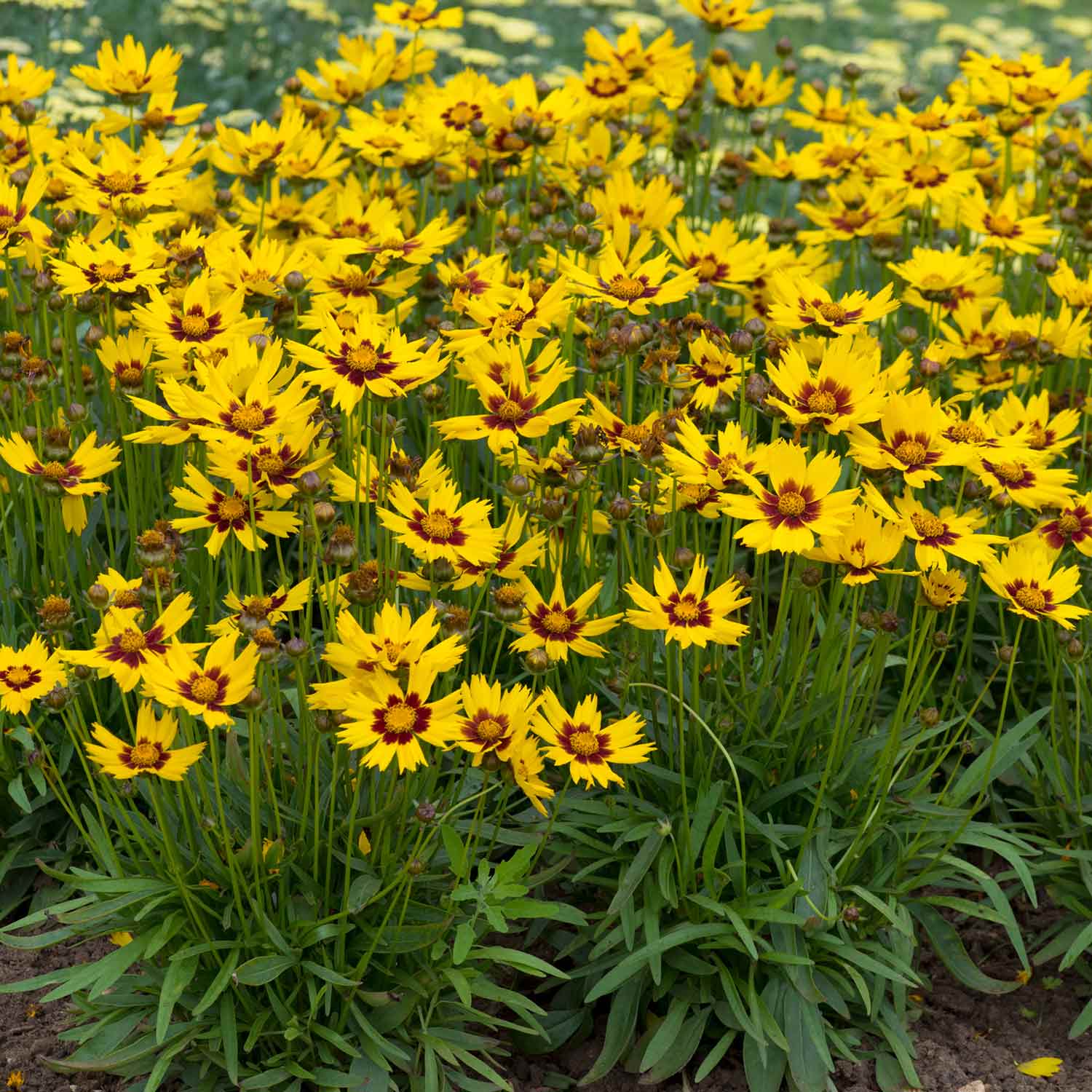 Coreopsis 'Sunkiss' - Image 7