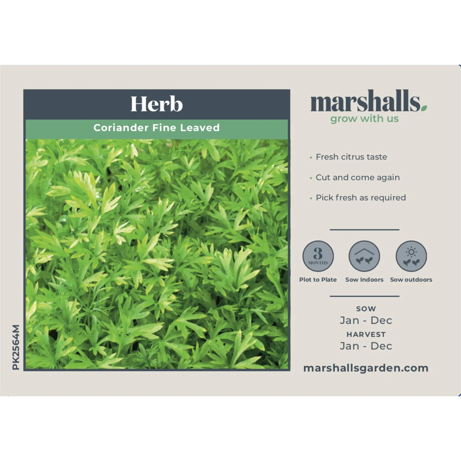 Coriander Seeds 'Fine Leaved' - Image 2